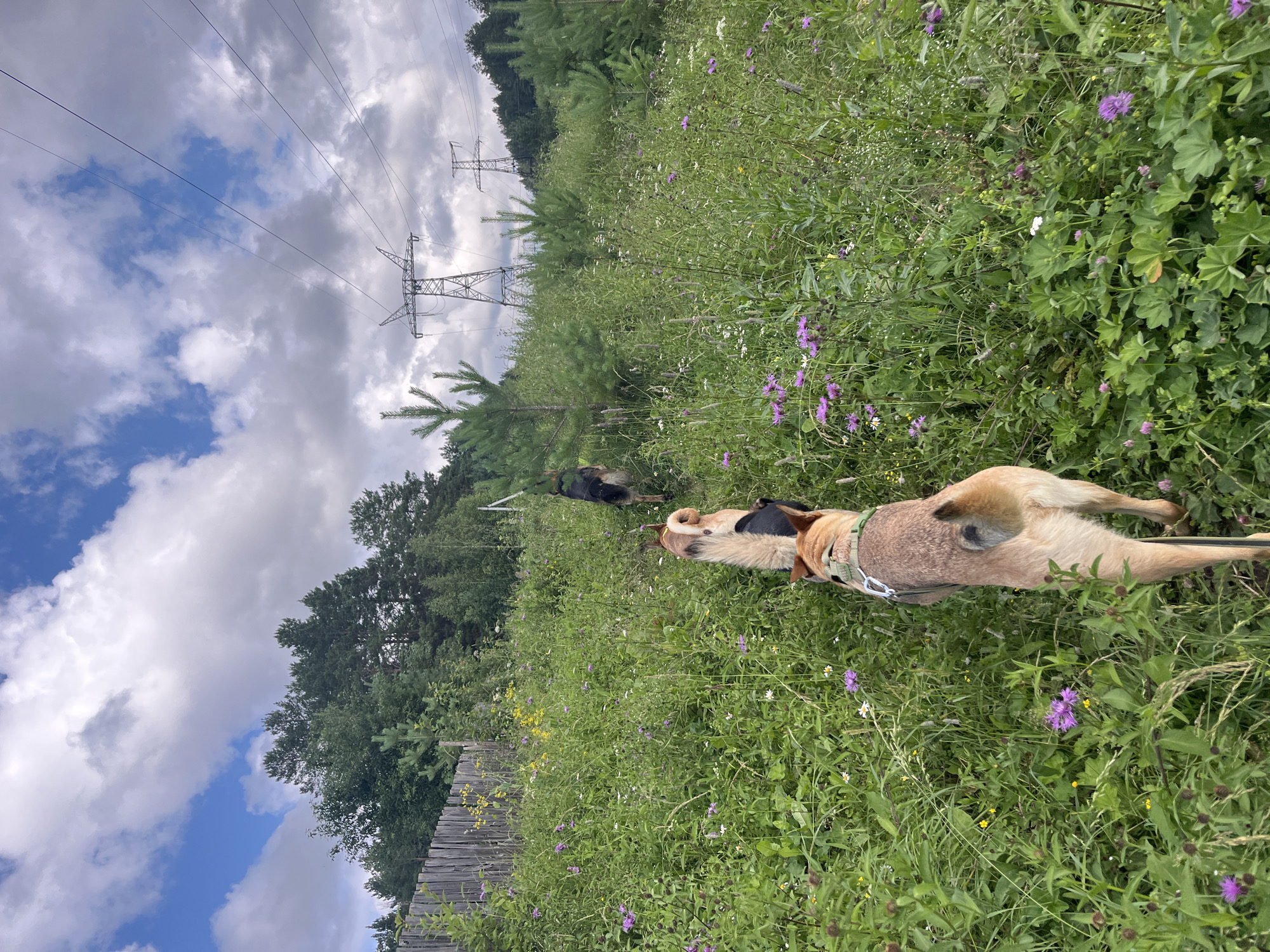 The image depicts a natural landscape featuring a grassy field dotted with various wildflowers. In the foreground, three dogs are walking away from the viewer, moving towards a wooded area. The first dog, closest to the camera, is a tan and white colored canine wearing a green collar and leash. The second dog, partially visible, appears to be a mix of tan and black. The third dog, further ahead, is a German Shepherd. The background consists of a dense forest of green trees, a wooden fence on the left, and a series of electrical pylons with power lines stretching across the sky. The sky is partly cloudy with patches of blue. The scene suggests an outdoor excursion or walk in a rural or semi-rural area on an overcast day.
