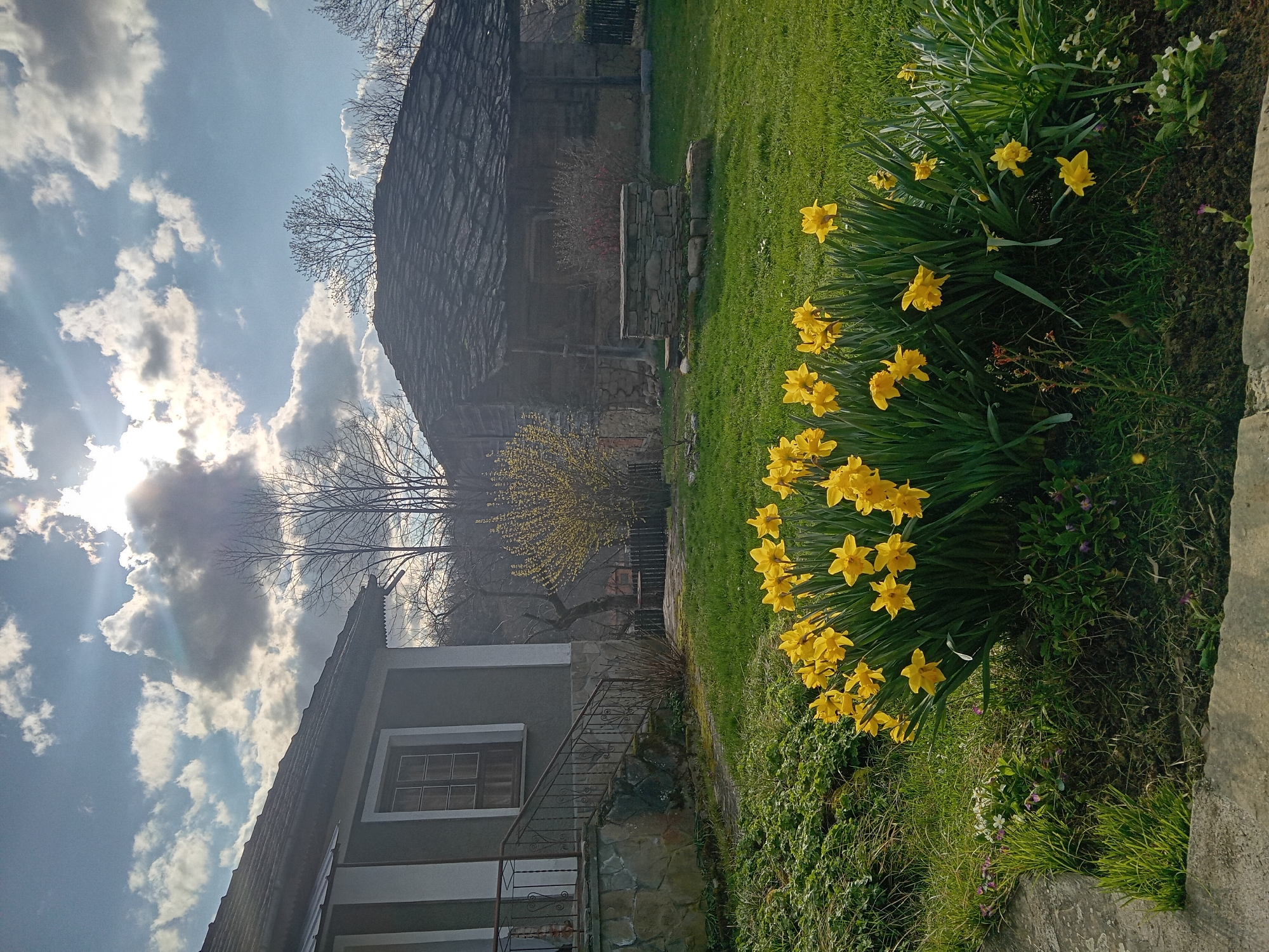 A landscape photograph shows a stone building and a house with a stairwell in a grassy yard blooming with yellow daffodils under a partly cloudy sky. The location is in the city of Unknown, Unknown. The stone building has a dark, weathered roof and a stone exterior. A small, yellow-flowered tree is visible in front of the building. The house is painted light gray with a dark roof and a set of stairs leading up to the entrance. The yard is covered in green grass, with a cluster of daffodils growing along the edge of the garden bed. The sky is blue with puffy white clouds and the sun shining through, casting shadows across the scene.