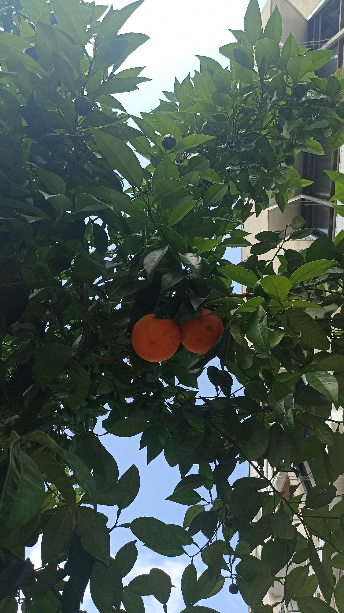 A close-up, low-angle shot captures a cluster of two bright orange fruits hanging from a tree. The fruits are round and appear ripe, with a textured peel. They are partially obscured by vibrant green leaves, some of which are illuminated by sunlight. In the background, a light blue sky with scattered clouds is visible, along with the upper floors of a light-colored building, suggesting an urban environment. The image is taken from below, looking up into the tree canopy.