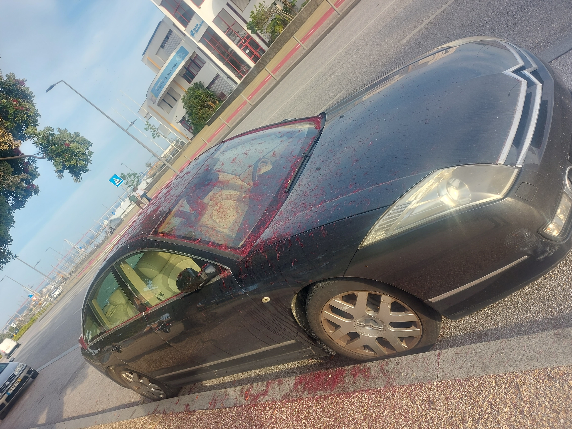 A black Citroën C6 sedan is prominently featured, parked alongside a curb on a sunny day. The car is extensively covered in fine, red, string-like debris, which also coats the curb and portions of the asphalt. This red material is particularly dense on the car's roof, windshield, and bonnet, and drips down the sides.
In the background, across a multi-lane road, stands a modern, multi-story white building with distinct red window frames. A prominent banner on this building displays text, partially readable as "INSTITUTO DE PORTOS E TRANSPORTES MARÍTIMOS, I.P." and "DELEGAÇÃO DE CENTRO DE PORTUGAL", identifying it as a maritime and transport authority building for central Portugal.
The scene includes typical urban elements: a streetlamp, trees with red flowers, and a blue pedestrian crossing sign depicting two walking figures. In the far distance on the left, a body of water or marina with several boats or structures is visible, indicative of a coastal or port environment. Another silver car with the license plate "79 18 VX" is partially visible in the left foreground.
The lighting suggests it is daytime, with clear skies. The red debris on the car and surroundings implies an unusual event, possibly vandalism, a prank, or remnants from a celebration like confetti or streamers.