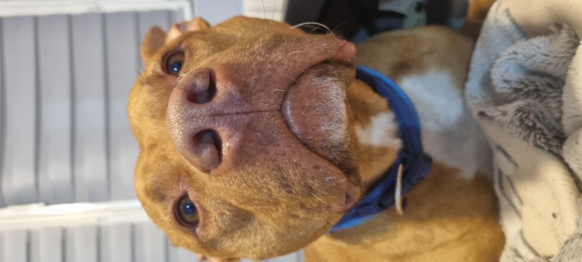 A close-up, slightly angled photograph shows a reddish-brown dog wearing a blue collar. The dog's nose is prominently featured and is pink with visible nostrils. White fur is visible on the dog's chest and snout. Part of a grey and white blanket is visible on the right side of the frame, and a white surface with vertical lines is present in the background. The location and city are Unknown.