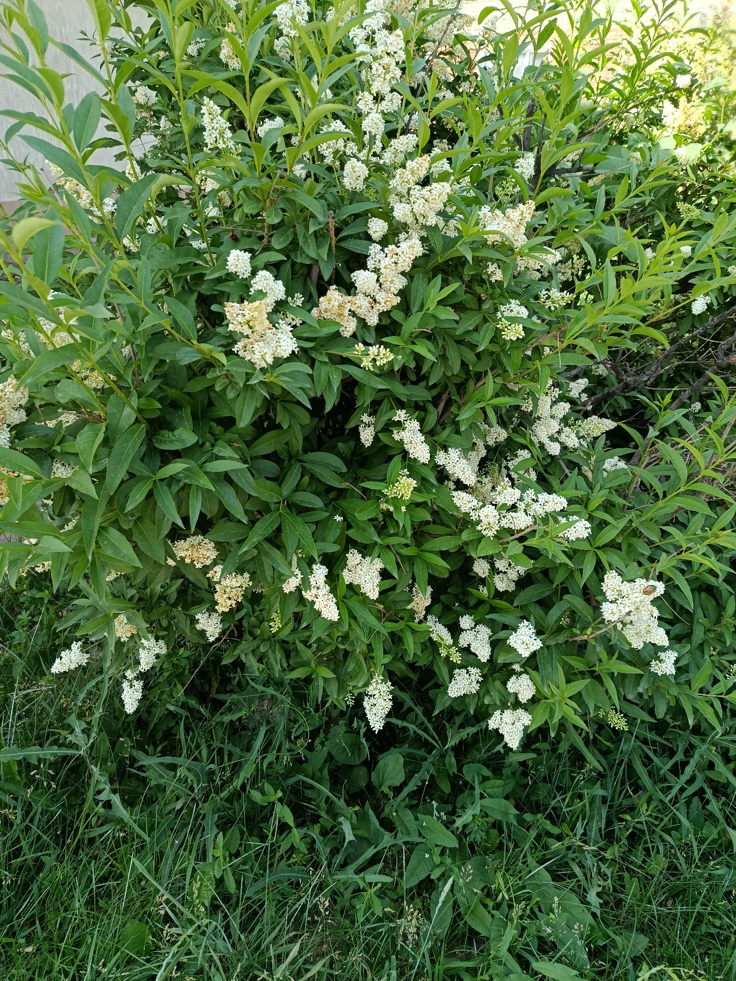 The image is a medium-shot, eye-level photograph of a bush with small white flowers and green leaves. The bush is situated in front of a building with a pale grey wall and a brick wall that is partially visible. The ground in front of the bush is covered with green grass and some weeds. The photograph was taken outdoors, likely in a garden or park setting, in the city of Marx, Russia. There are no people or animals visible in the image, and no specific actions or interactions are depicted. The scene is static and captures a moment in nature.
