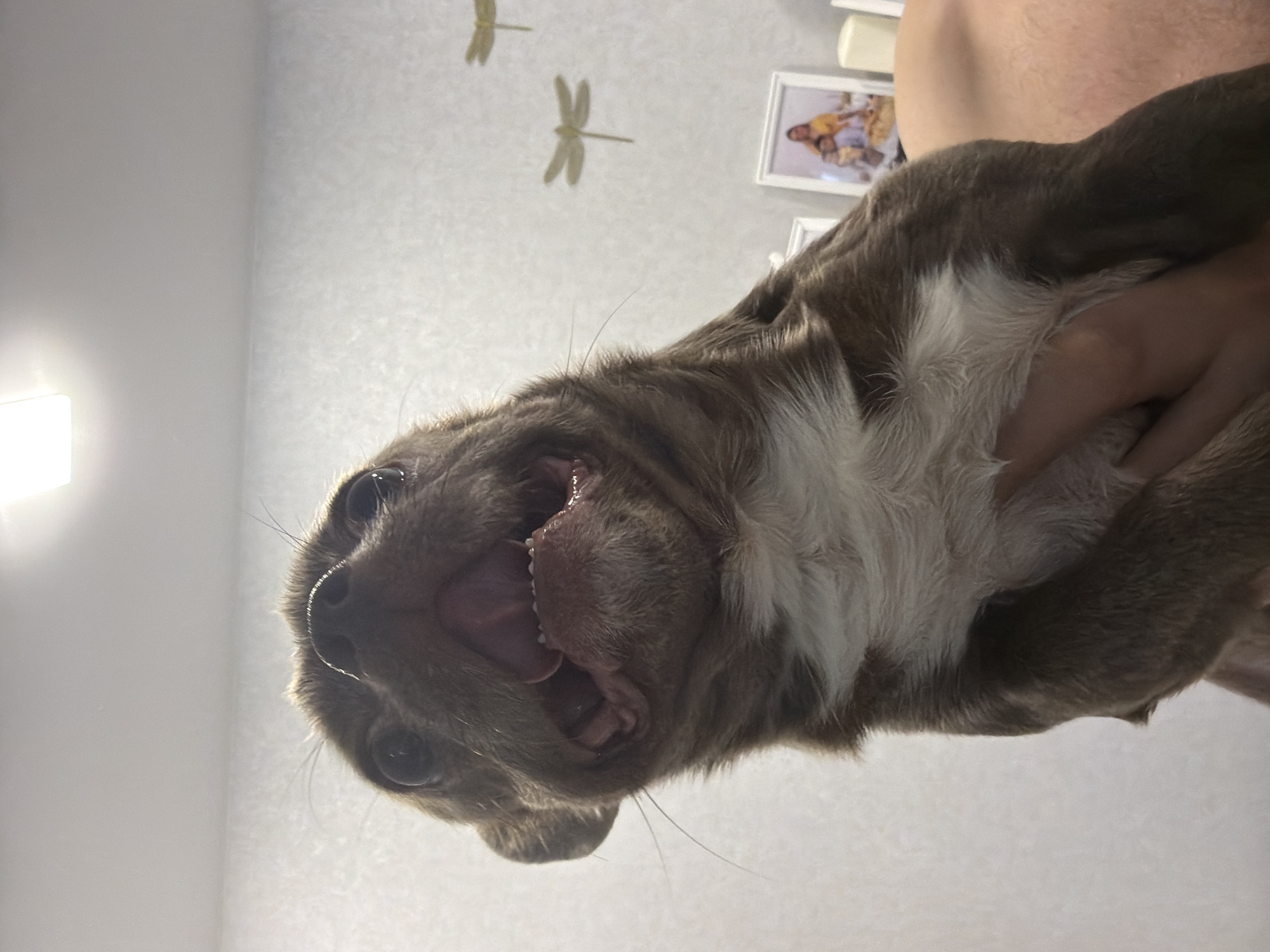 A low-angle shot shows a brown and white dog held in someone's hands. The dog has its mouth open, revealing its teeth and tongue. The background includes a wall with dragonfly decorations and a framed picture. No information indicates this photo was taken in Votkinsk, Russia.