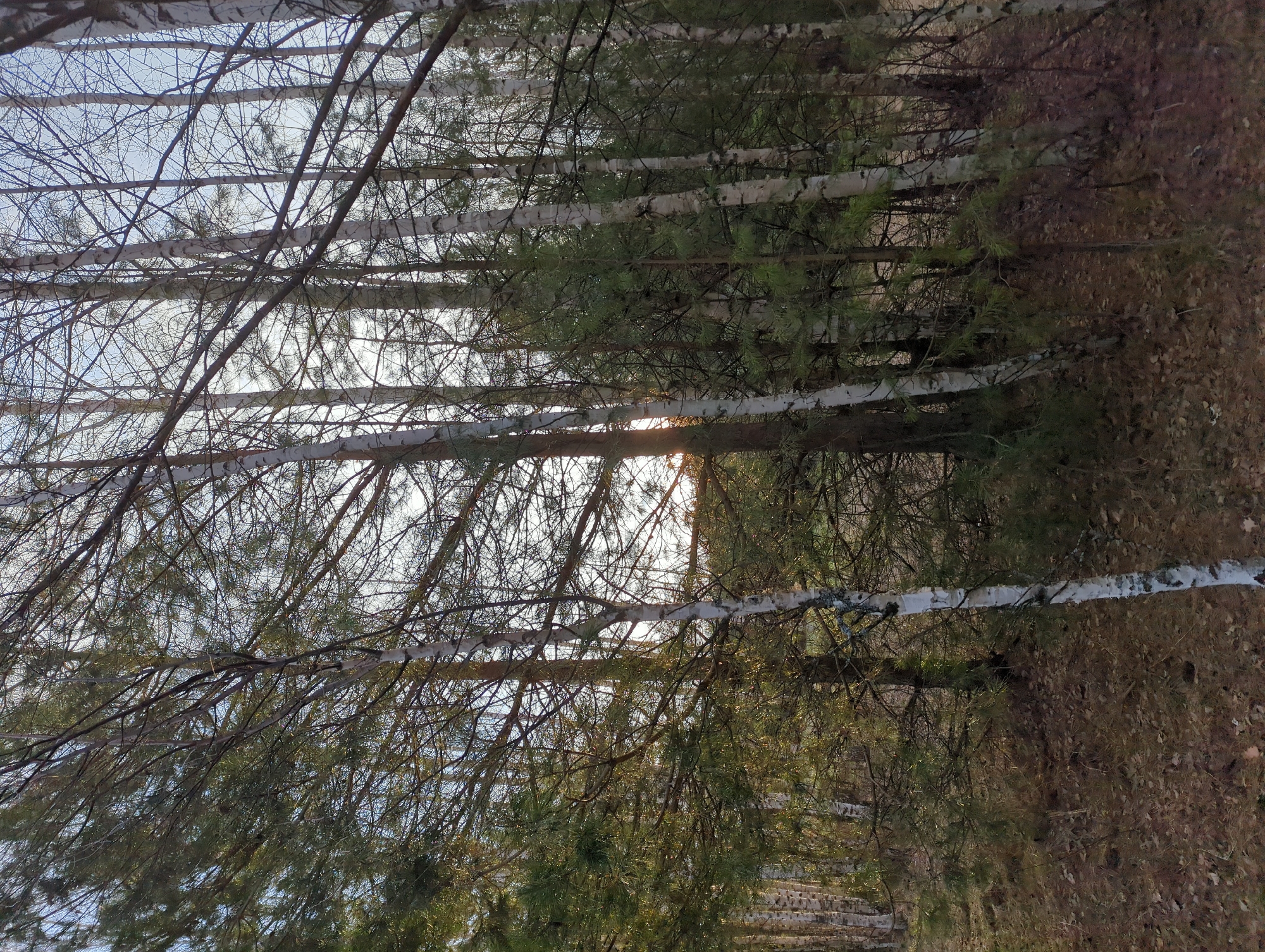 The image depicts a forest scene, likely a birch forest based on the white bark of the trees. The location is identified as Chaikovsky, Russia. The trees are dense, creating a visually layered effect. The ground is covered in fallen leaves and pine needles, typical of a forest floor. Sunlight filters through the trees, creating a bright spot in the middle distance. The scene is devoid of people or identifiable subjects beyond the trees and forest floor. There are no discernible actions or interactions taking place. The environment is natural and forested.