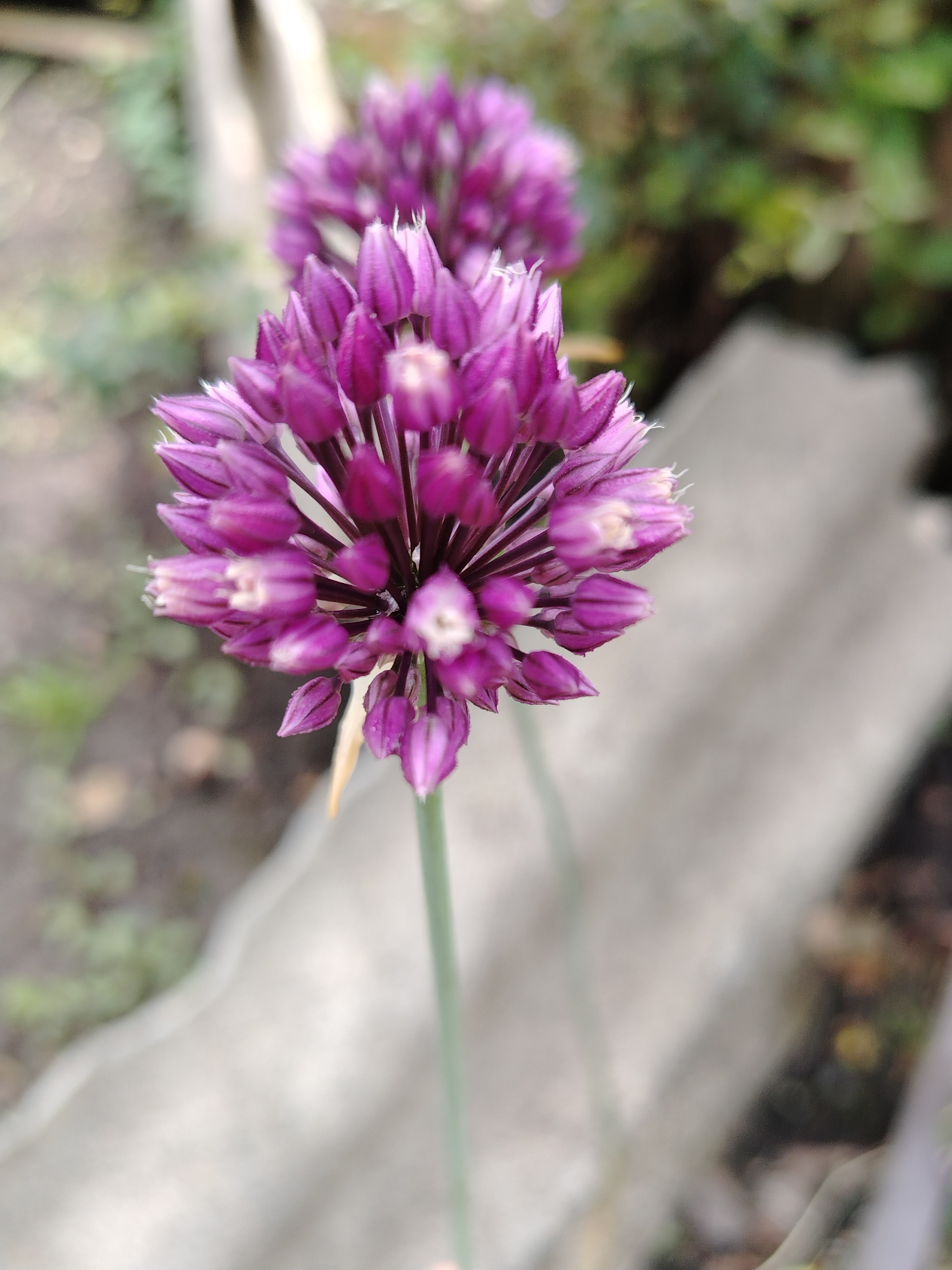 A close-up, shallow depth of field shot focuses on a spherical cluster of unopened purple Allium flowers. The individual florets are tightly packed and elongated, with delicate white tips on some of the petals. The stem supporting the bloom is thin and green. In the blurred background, another similar purple flower cluster is visible to the left, and to the right, a rough, light-colored concrete surface runs diagonally. The overall environment suggests an outdoor setting, possibly a garden or park, with hints of greenery and dry earth. The image does not contain any people or convey specific actions or interactions. There is no information to suggest the location is in Stavropol, Russia.