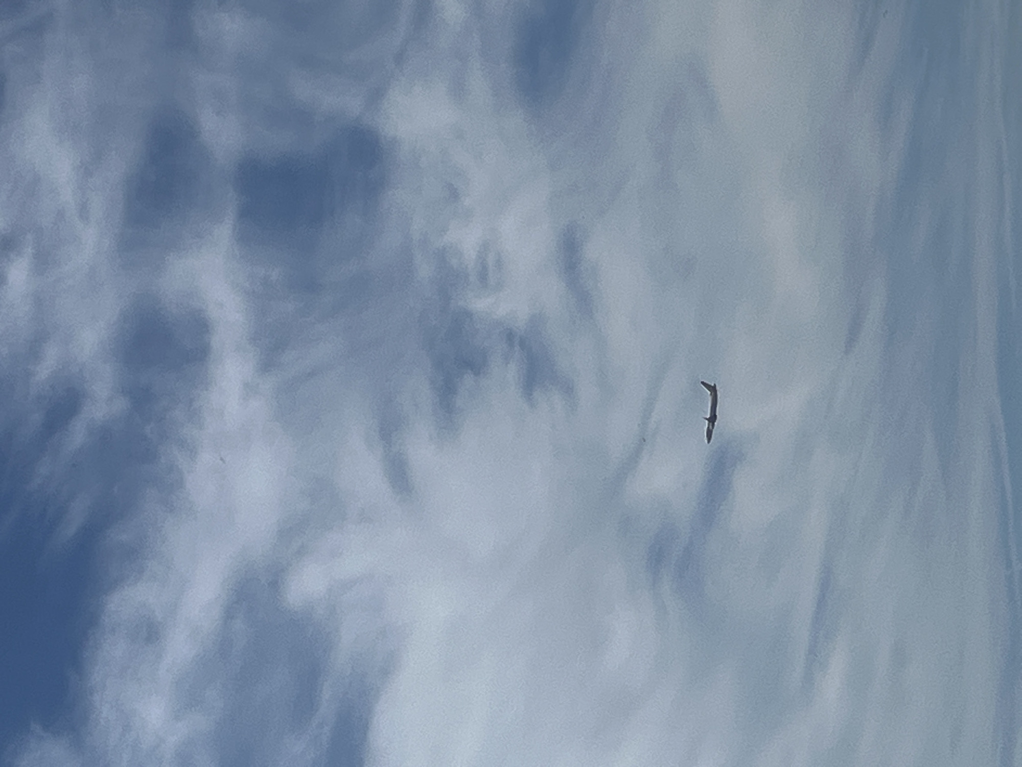 The image captures a bird in flight against a backdrop of a cloudy blue sky. The bird, silhouetted against the sky, appears to be a seabird with its wings outstretched. The sky is filled with wispy cirrus clouds, suggesting fair weather. The lighting indicates it is daytime, likely late morning or early afternoon. The image is oriented vertically, giving a sense of looking directly upwards. The overall scene evokes a feeling of freedom and the vastness of nature. There is no visible text in the image.