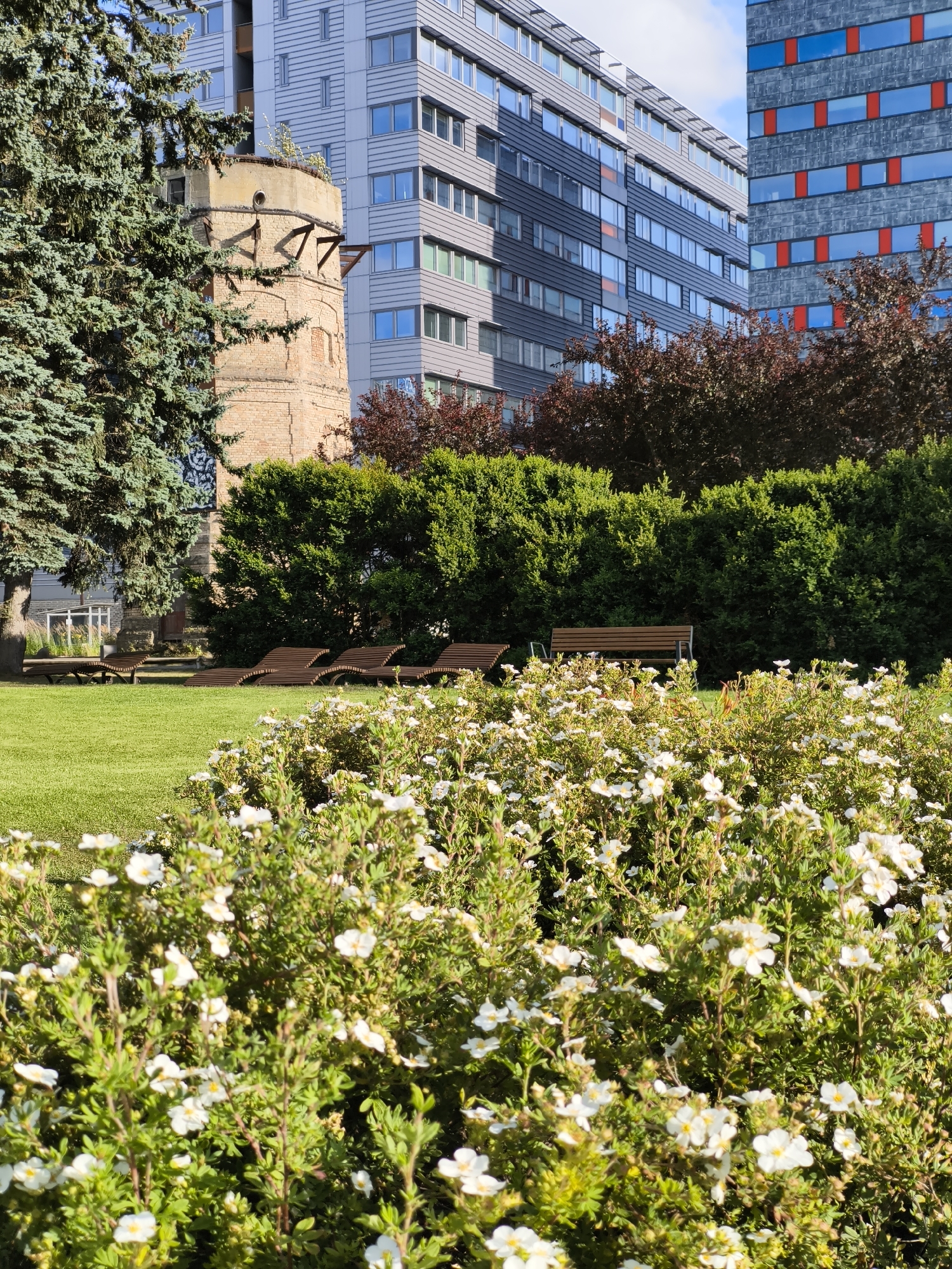The image depicts a park area with multiple modern buildings in the background, located in the city of Tallinn, Estonia. In the foreground, there is a dense bed of flowering shrubs with small white blossoms. Behind the shrubs, a well-maintained green lawn stretches out, dotted with several wooden lounge chairs and two wooden benches. A tall evergreen tree stands to the left of the frame, partially obscuring an old brick tower structure with a concrete top, which appears to be a historical remnant. Behind the tower and trees, several multi-story buildings are visible. The building on the far right features a facade with alternating bands of dark grey and red panels, while the taller building to its left is grey with numerous windows. The sky is blue with some clouds. The scene suggests a tranquil, urban park setting, possibly designed to blend historical elements with contemporary architecture. No people are visible in the image.