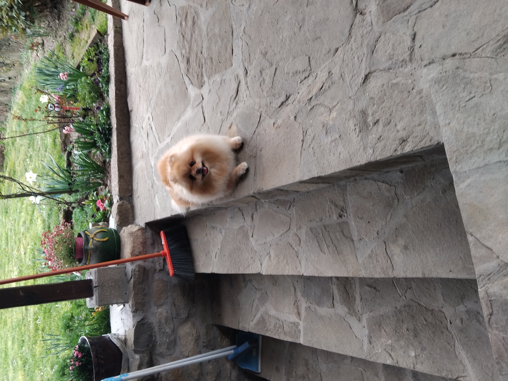 The image depicts a Pomeranian dog lying on a stone step. The setting appears to be a porch or terrace of a building. Behind the dog, there is a garden with flowers and plants. A broom and a mop are leaning against the stone steps. The location is identified as Apriltsi, Bulgaria.