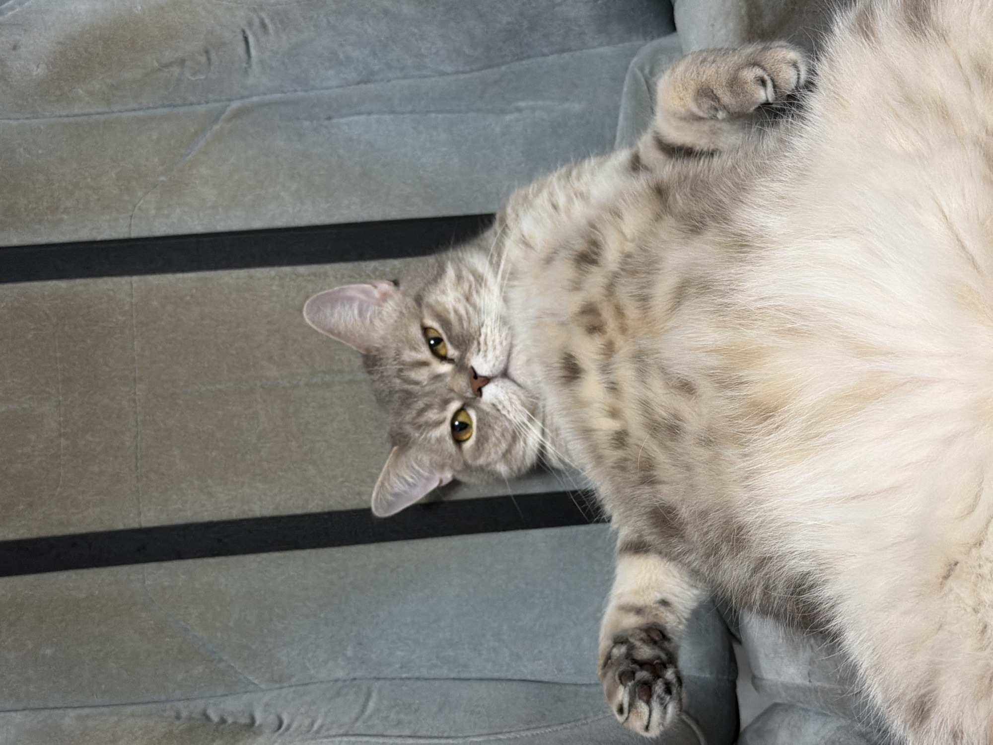 A grey tabby cat lies on its back on a grey, possibly air-filled, sofa or mattress. The cat is oriented diagonally, with its head towards the lower left and its body extending towards the upper right. The cat's left paw is visible on the right, and its face is angled towards the camera, showing its yellow eyes. Two dark lines cross the image on the left side of the image. The location is unknown.