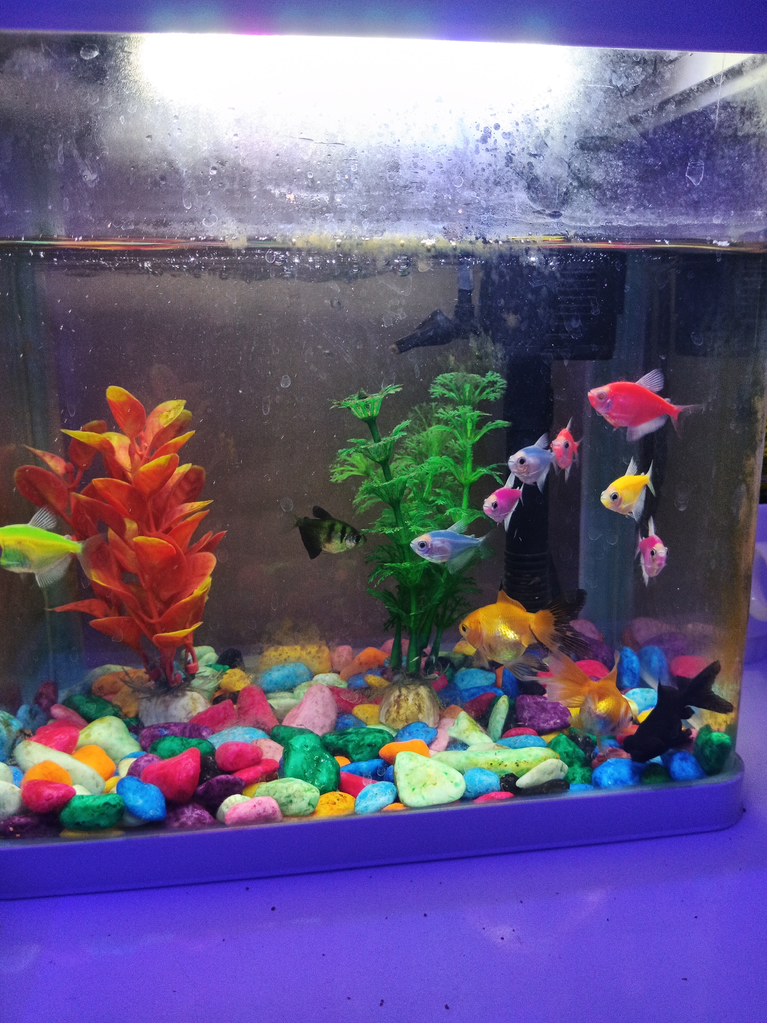 A bright LED light illuminates a clear glass aquarium housing several small, colorful fish. The aquarium is filled with water and features a vibrant assortment of polished, multi-colored pebbles at the bottom. A bright orange artificial plant with pointed leaves is positioned on the left side of the tank, and a green artificial plant with a branched structure is visible behind it. Several fish are swimming in the tank: a bright green fish on the far left, a dark-colored fish near the orange plant, two golden goldfish near the bottom, and several smaller, brightly colored fish including pink, red, blue, and yellow varieties in the upper right section. A black ornament, possibly a rock or another decorative element, is visible near the bottom right. The aquarium is placed on a purple surface, possibly a table or stand. The background is dark and out of focus. There is no indication of the city of Andijan City, Uzbekistan in this image.