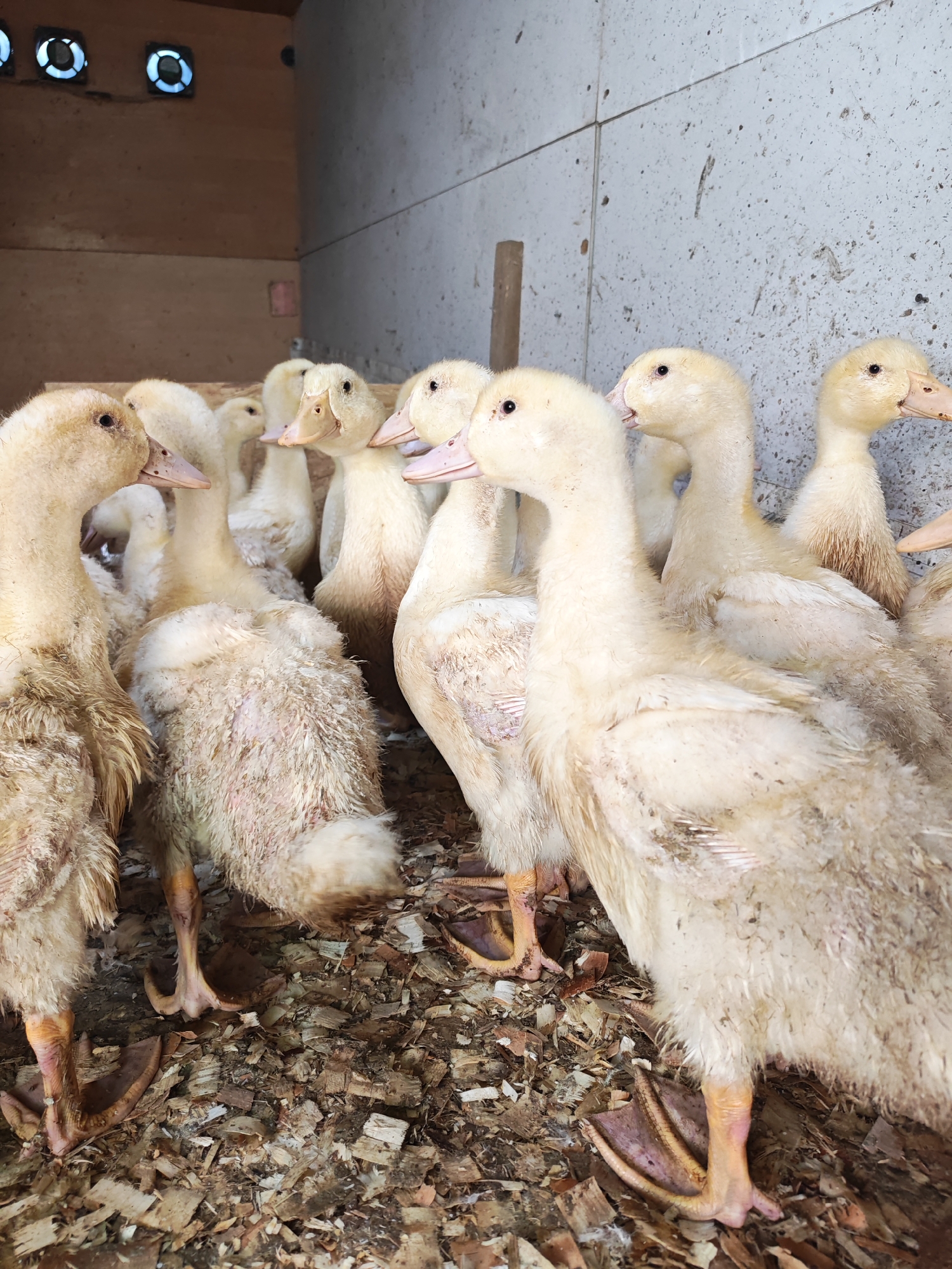 A vertical shot captures a group of young, cream-colored ducklings gathered inside an indoor enclosure in Rybolovo, Russia. The ducklings, exhibiting transitional plumage with a mix of down and emerging feathers, stand on a floor covered with wood shavings. Their dark eyes are alert, and their beaks are light pinkish-yellow with some darker markings.
The enclosure features wooden paneling on the left side and a lighter, possibly concrete or textured wall on the right and rear. In the upper left corner, four circular objects, which appear to be ventilation fans or light fixtures, emit a faint blue glow, illuminating the space. The ducklings are positioned closely together, with some facing the viewer, some looking sideways, and others with their backs turned. Their webbed feet are visible amidst the wood chip bedding. The overall impression is one of a busy, contained environment for raising young poultry.