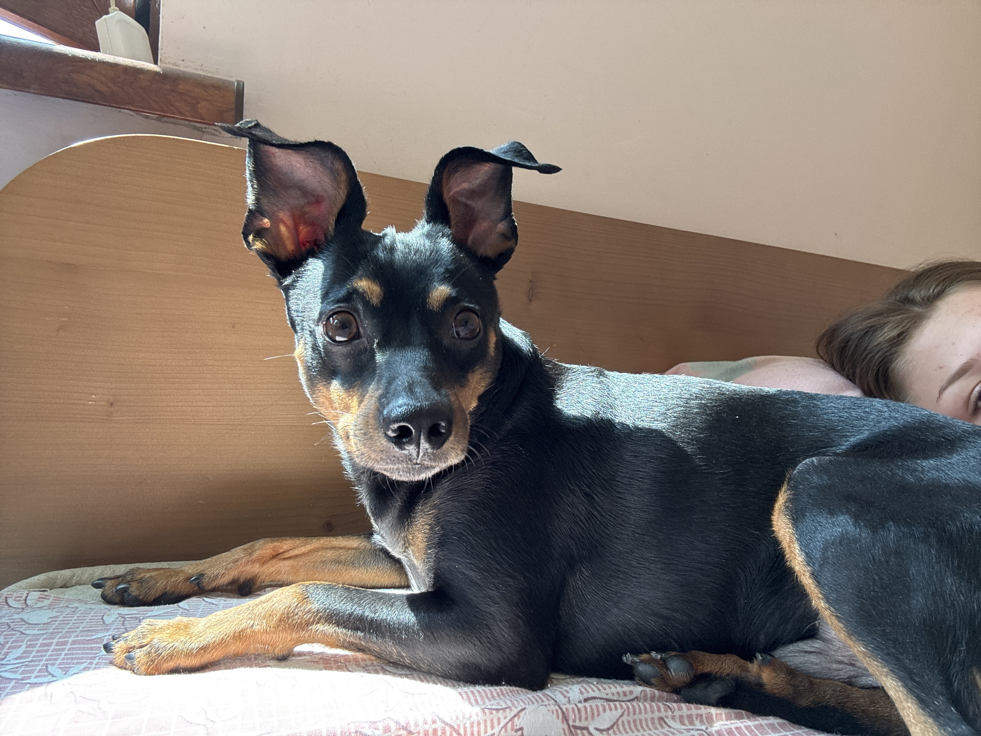 A black and tan miniature pinscher is lying on a patterned blanket. The dog's ears are perked up. Sunlight is casting shadows on the dog and the blanket. A person's head is visible on the right side of the image, also in the sunlight. The background is a wooden panel.