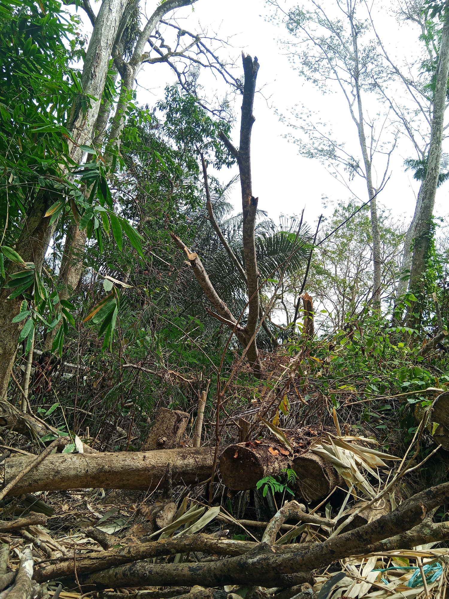 The image depicts a forest floor in Makale, Indonesia, strewn with fallen logs and branches, indicating recent logging activity. The scene is dominated by lush green vegetation, characteristic of a tropical environment. The foreground features several large, cut logs, one of which runs horizontally across the frame. Behind these logs, a dense undergrowth of various plants and smaller trees can be seen. In the background, taller trees with lighter bark reach towards a bright, overcast sky. One of these trees appears to have been partially broken or severely damaged. The overall impression is one of a natural landscape impacted by human intervention.