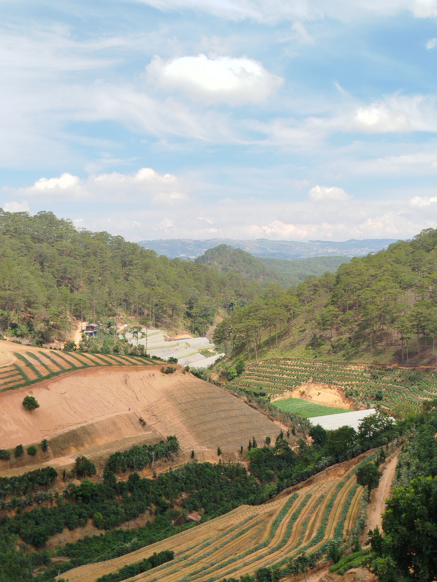 The image depicts a landscape in Tuý Sơn, Vietnam, showcasing terraced farmland within a valley. The scene is dominated by agricultural fields carved into the hillsides, displaying patterns of rows of crops and cultivated land. Dense green vegetation, including pine forests, covers the surrounding hills. Greenhouses are visible amid the fields, suggesting controlled agricultural practices. The sky overhead has a scattering of white clouds across a blue expanse. The photograph is taken from an elevated vantage point, providing a broad view of the valley and the cultivated land. Distant hills and settlements can be seen faintly in the background.