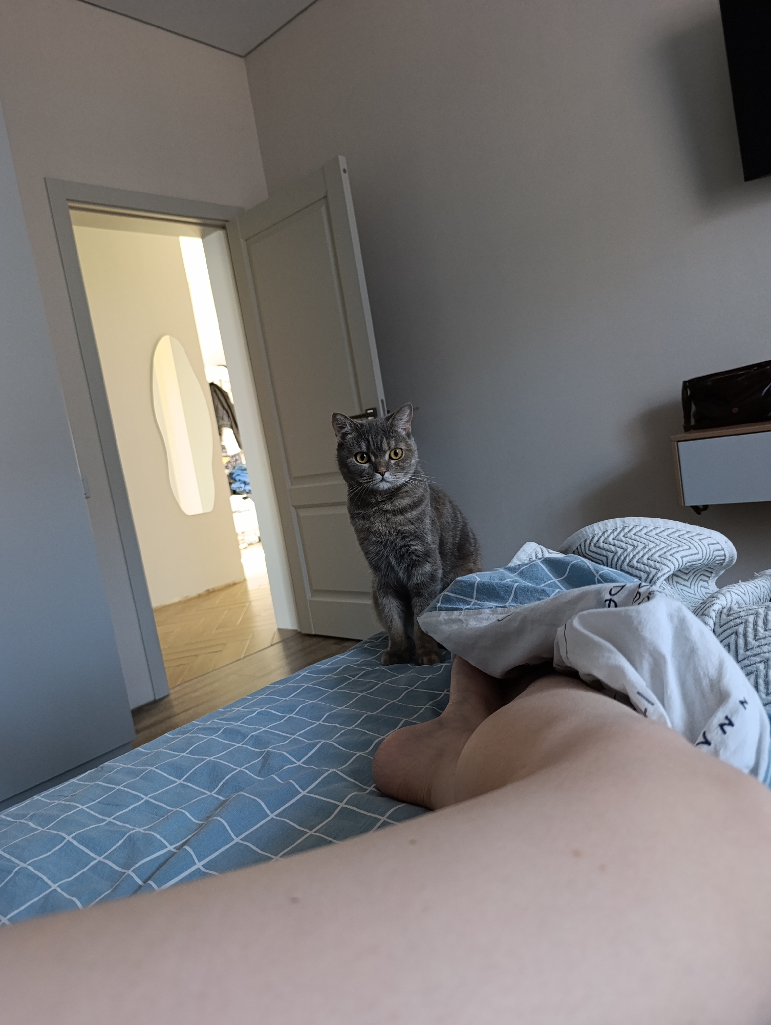 A grey, medium-sized cat is standing on a bed with blue and white checkered bedding. The cat is facing forward with its yellow eyes visible. A person's leg is visible under a blanket on the bed, in the foreground. Behind the cat, an open doorway reveals a room with light wooden flooring and a full-length mirror. To the right of the cat is a bedside table. The room is painted a light grey. The location is likely inside a residential building. There is no information in the image to confirm if it is in Chaikovsky, Russia.