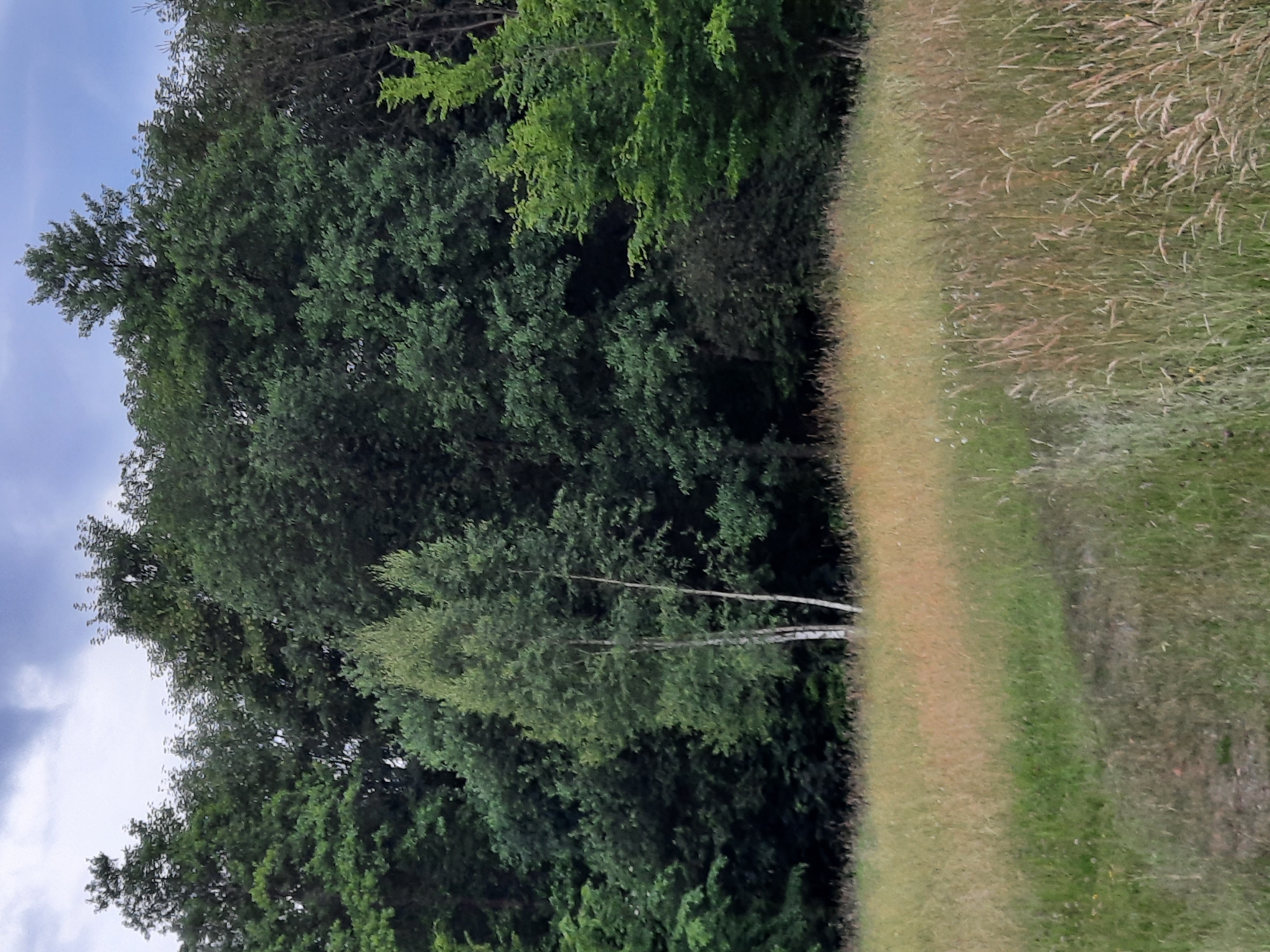 The image depicts a natural scene with a forest in the background and a field of tall grasses in the foreground. The trees in the forest are densely packed, with various shades of green foliage. A few slender trees with white bark, possibly birch trees, are visible closer to the edge of the forest. The sky above is overcast with dark gray clouds. The field in the foreground is filled with dry, wispy grasses, some of which are golden or light brown, suggesting a late summer or early autumn setting. There is a faint path or track visible leading through the grass towards the forest. The scene is a general landscape view, and no specific landmarks indicating a location within the city of Rosenheim, Germany are present in the image.