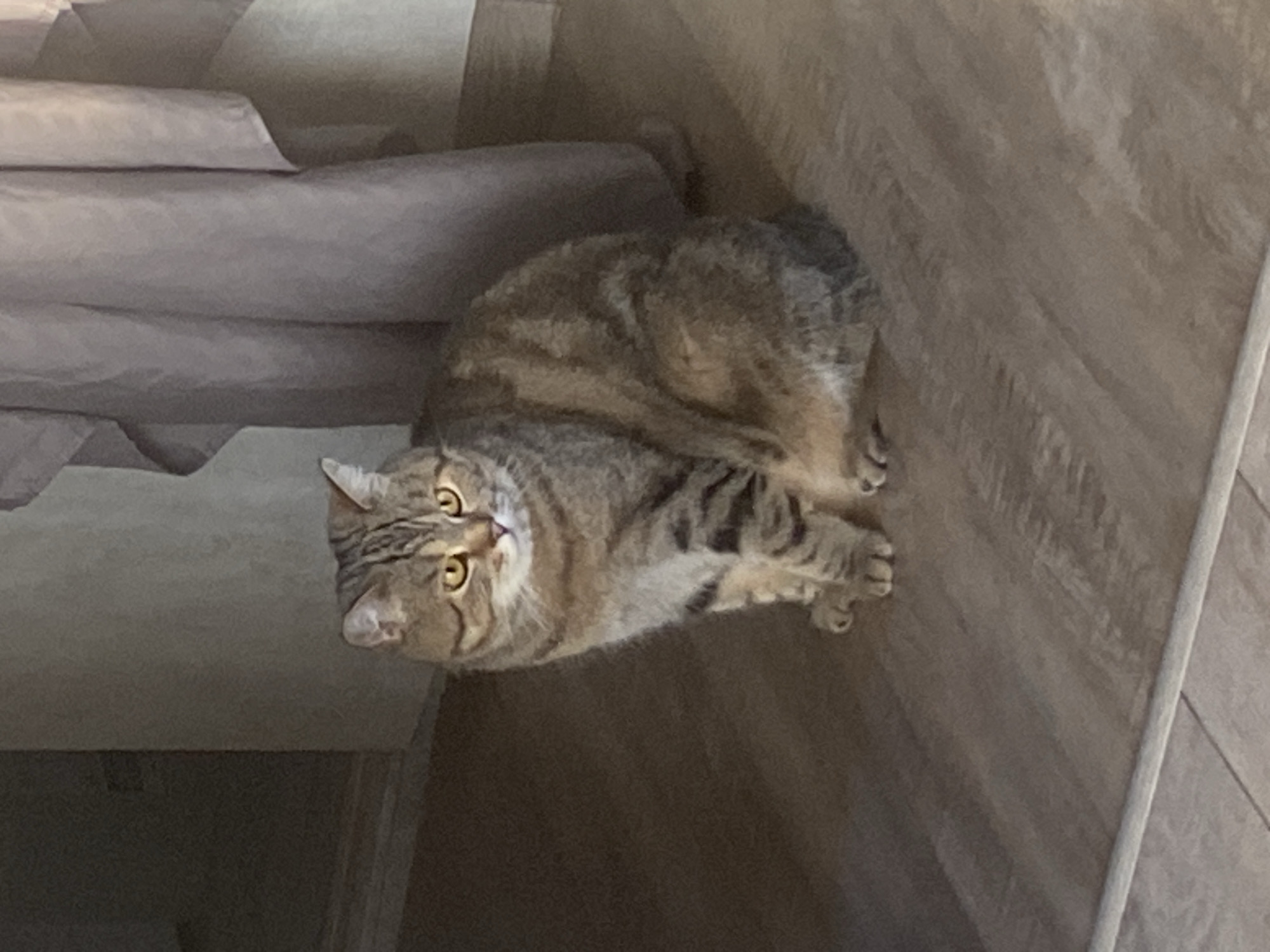 A tabby cat is sitting on a wooden floor in an indoor setting. The cat is facing to the left of the frame with its body angled towards the viewer. Its fur is a mix of brown, black, and tan stripes, and it has bright yellow eyes. Behind the cat, a greyish-purple curtain hangs from a rod, partially obscuring the background. The floor is made of light brown wooden planks. The lighting in the image is dim, casting soft shadows. The cat appears to be alert and aware of its surroundings. The overall scene is tranquil and domestic.