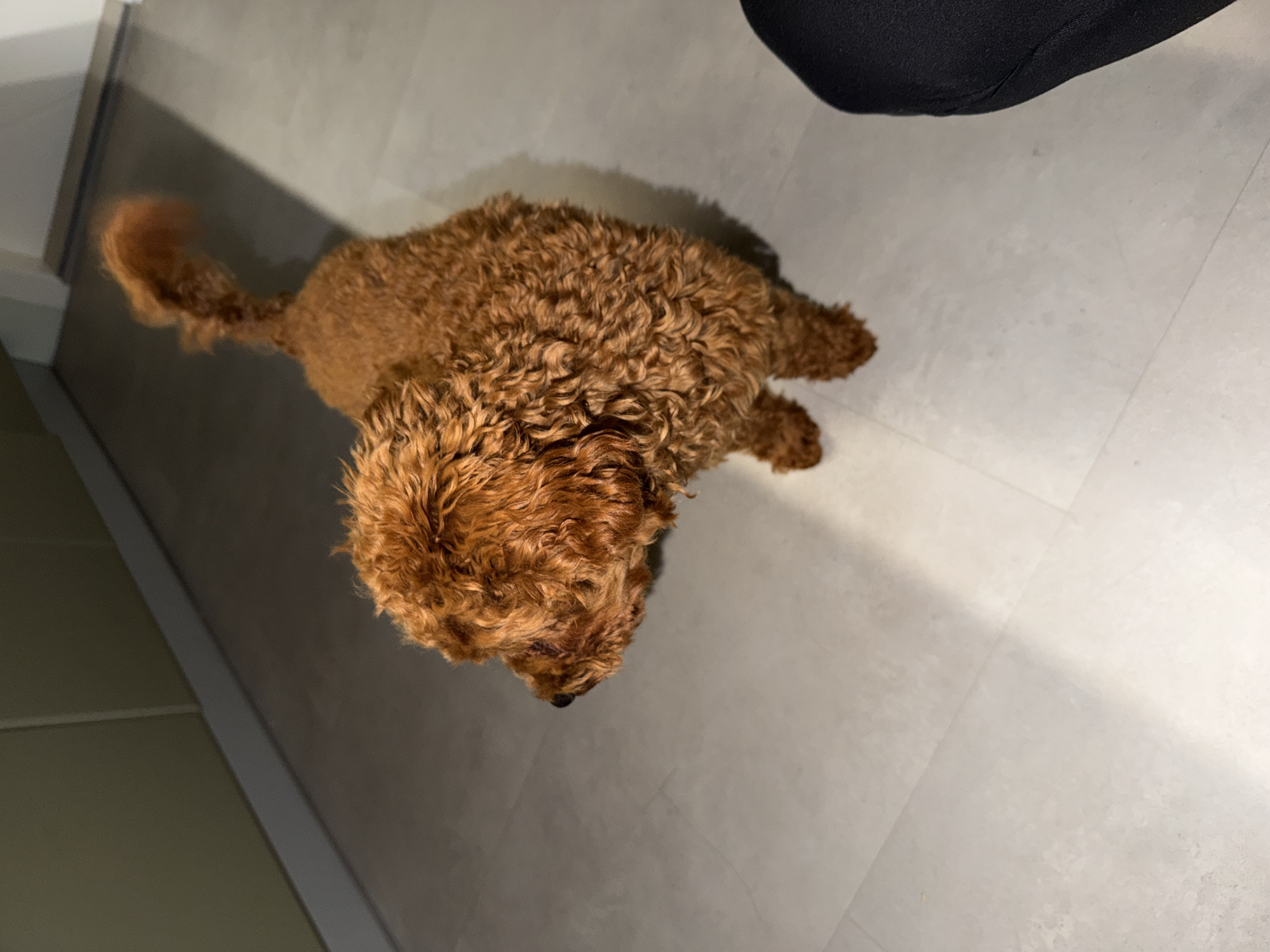 A light brown, curly-haired poodle stands on a light-colored tiled floor. The poodle is facing left, with its head turned slightly toward the camera. A shadow falls across the floor from the left, creating a bright diagonal line. In the background, a sliver of a kitchen counter is visible, with cabinets above. A person's black leggings are partially visible in the lower right corner. The image appears to be taken indoors, possibly in a residential setting. The specific location within the city of Sofia, Bulgaria, cannot be determined from the visual information provided.