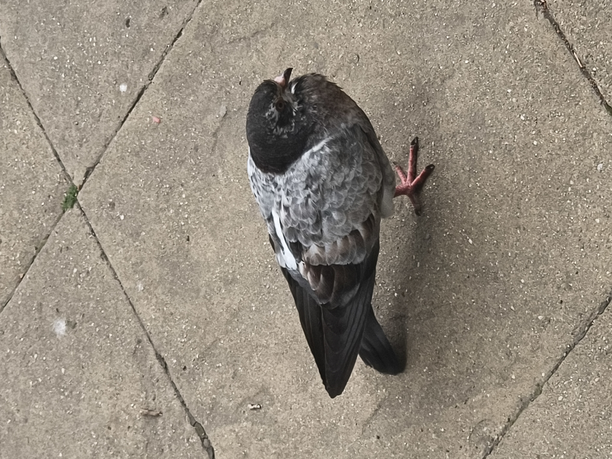 A dead pigeon lies on a grey, patterned paving stone surface. The bird's head and upper chest are dark grey, while the body is a mottled grey and white. One red foot extends outwards from the body. The background consists of more of the same paving stones, some with bits of debris. There is no evidence to indicate this location is in Sofia, Bulgaria.