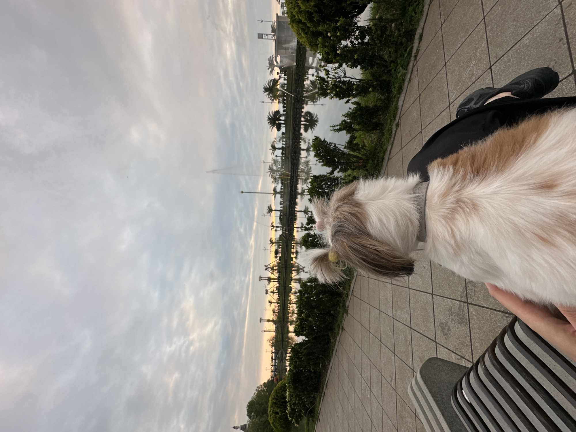 A photograph depicts a dog on a bench in Batumi, Georgia. The dog, light brown and white, faces a cityscape featuring a fountain and palm trees. The sky is overcast. The person holding the dog is wearing black clothing and footwear. The bench is made of gray slats. The ground is paved with tiles. The location is near a body of water with landscaping featuring shrubs.