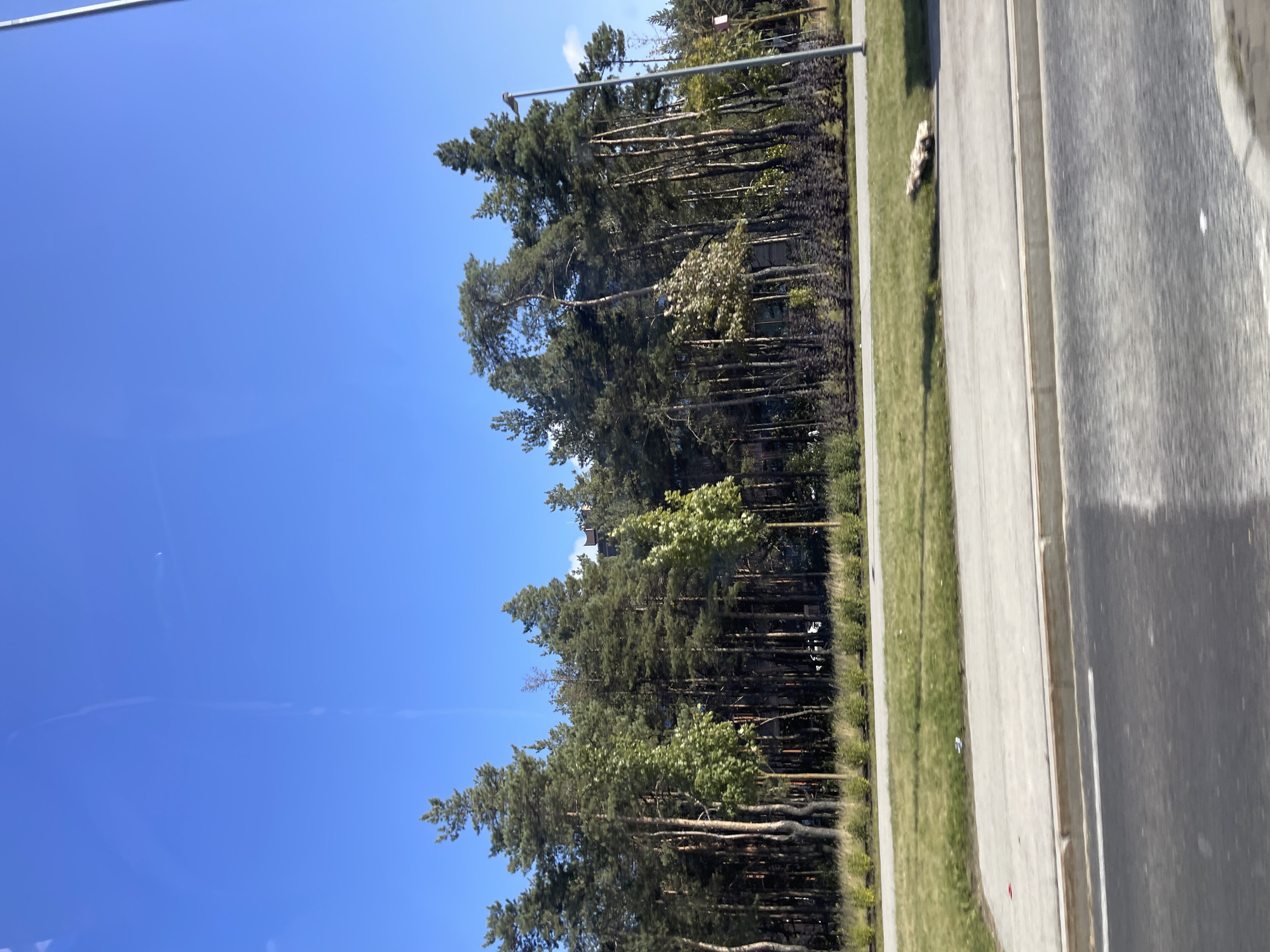 The image captures a view of a tree line with a clear blue sky above. In the foreground, a paved area, possibly a road or sidewalk, is visible. Beyond the paved area is a strip of green grass, and then a dense cluster of tall coniferous trees. Some lighter green deciduous trees are interspersed among the pines. In the background, the tops of buildings can be seen peeking through the trees. A lamppost is positioned to the right of the frame. The scene appears to be an outdoor setting, possibly in a park or along a street in Tallinn, Estonia.