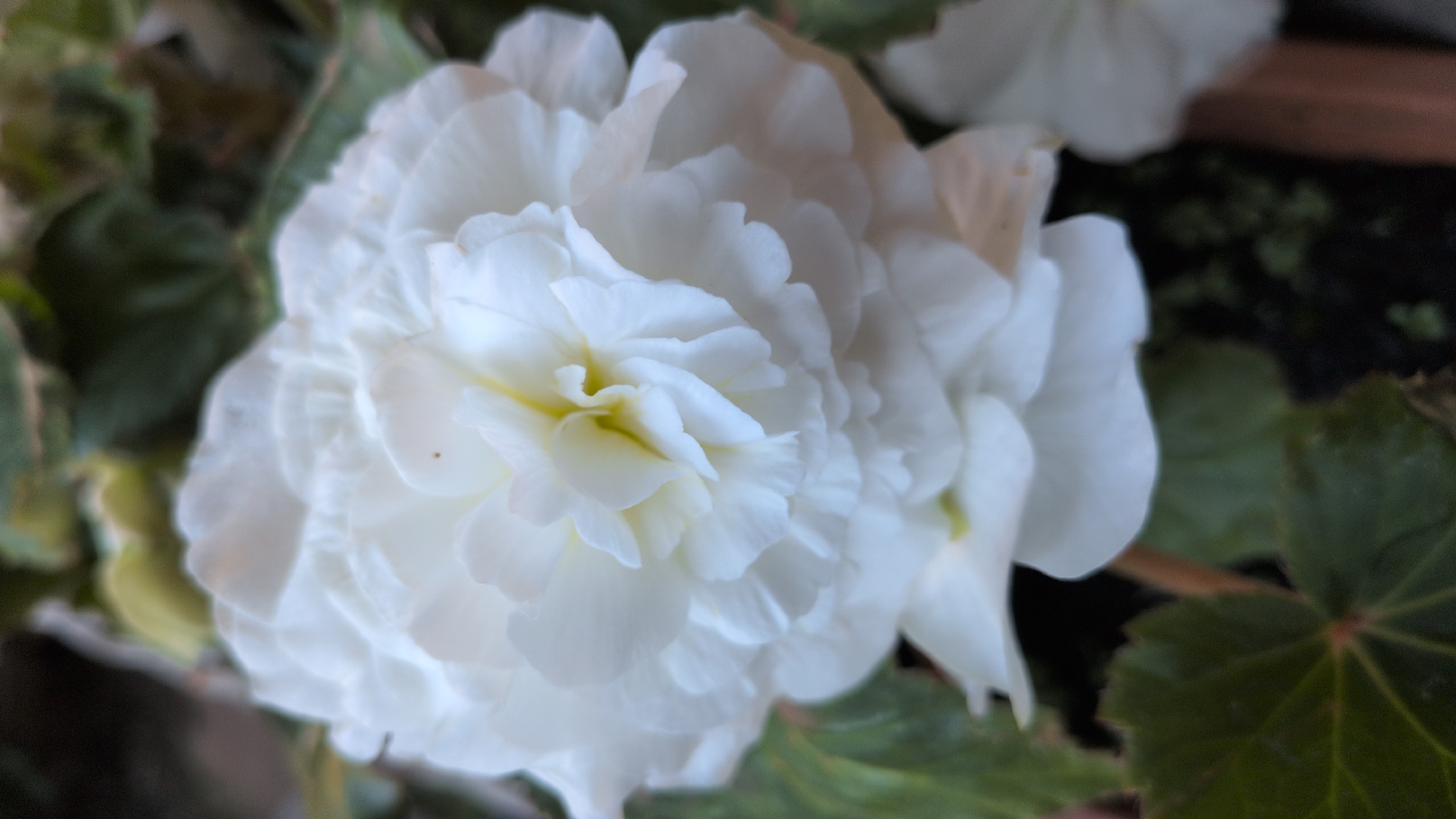 A close-up, vertical shot features a fully bloomed white begonia flower, its petals layered and ruffled, with a hint of pale yellow at its center. The flower is set against a background of dark green leaves and a blurred hint of reddish-brown pot. The scene is indoors, likely in a home or greenhouse, given the controlled environment of the plant. The image is sharp on the flower, with the background softly out of focus, drawing all attention to the intricate details of the bloom.