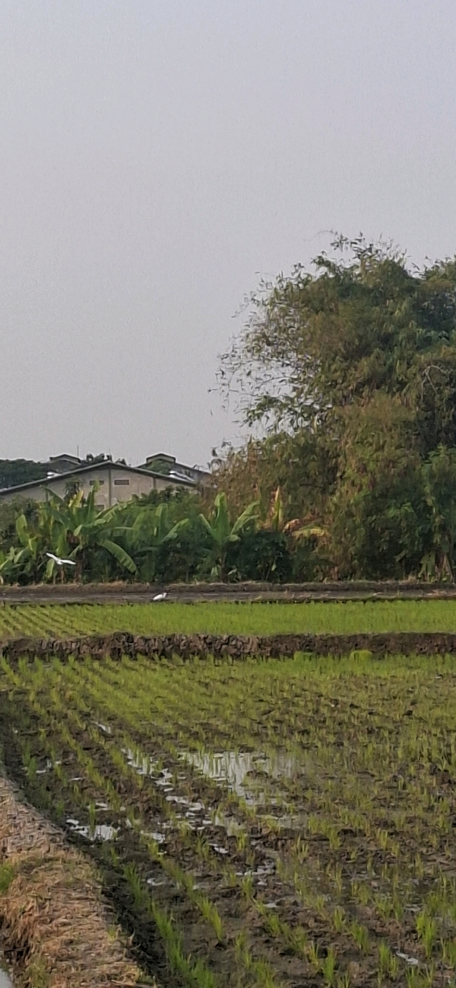 The image shows a rural landscape with a rice paddy in the foreground. The paddy is divided into sections by raised earth berms, and the young rice plants are neatly arranged in rows. Some sections of the paddy are flooded, reflecting the overcast sky. In the middle ground, there is a narrow strip of land with a few birds, one of which is in flight. Beyond this strip, there are lush green banana trees and other dense vegetation. In the background, a building with a gray, sloped roof is visible, suggesting it is part of a rural settlement or agricultural facility. The sky is a uniform light gray, indicating an overcast day. The location is identified as Desa Ngesrep, Indonesia.