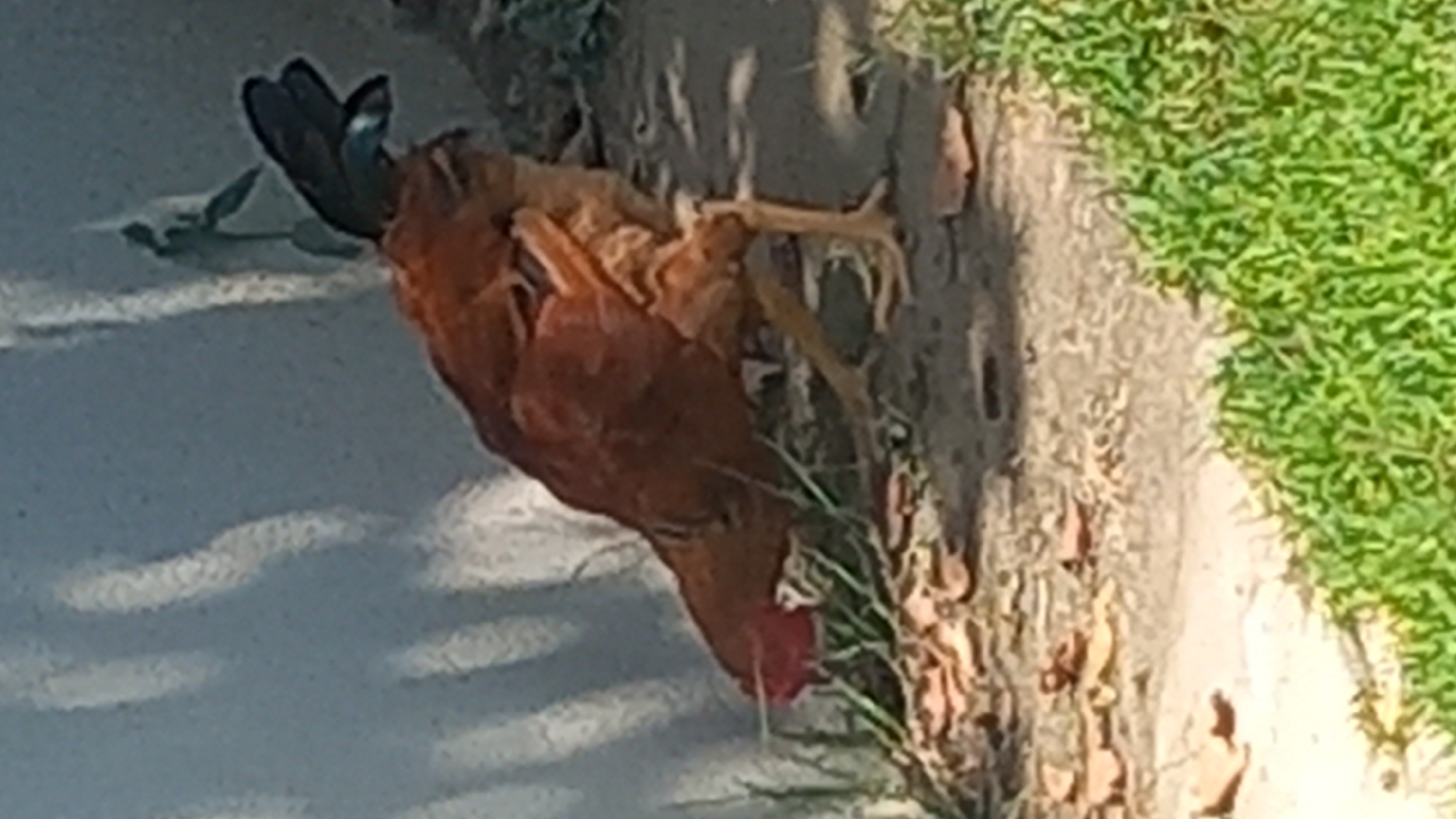 A rooster is foraging on the ground near a wall. The rooster has brown and reddish feathers and a black tail. The ground is covered in dirt, leaves, and grass. There are shadows on the wall cast by sunlight. This scene is located outdoors.