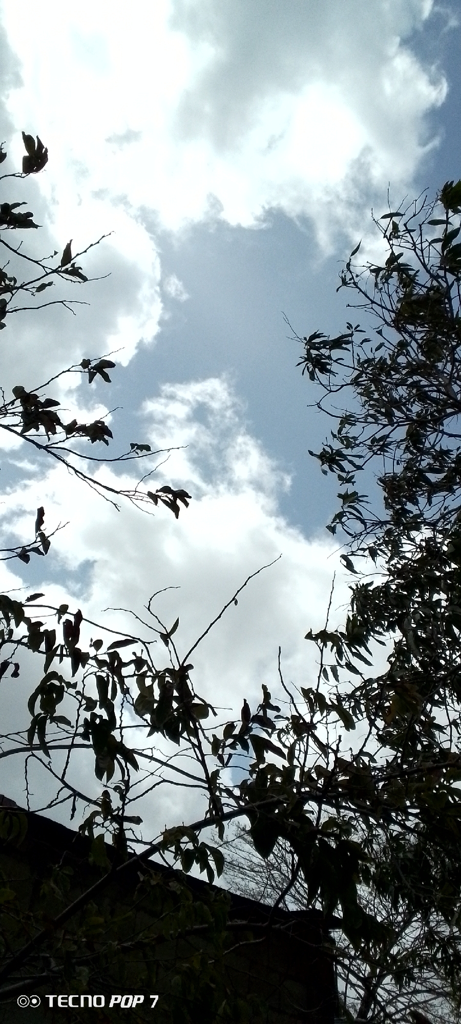 The image shows a view looking upwards through tree branches and leaves towards a sky with scattered clouds. The location is Altagracia, Venezuela. There are no people visible. The primary subjects are foliage and the sky. The branches and leaves are silhouetted against the bright sky. The clouds are white and gray, with patches of blue sky visible between them. A "TECNO POP 7" watermark is present in the bottom left corner.