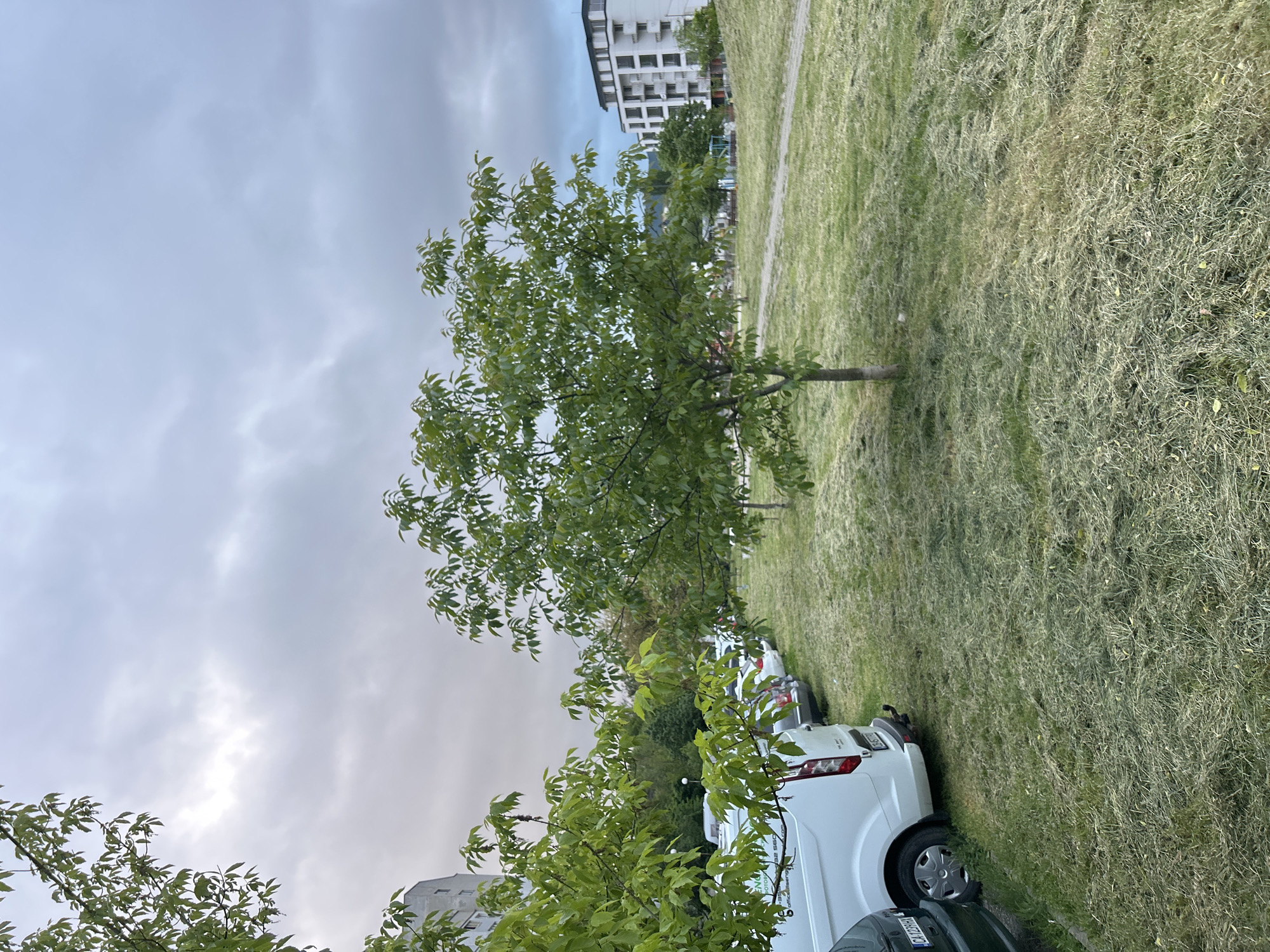 The image shows a grassy field in an urban environment. A young tree stands in the middle of the field. Behind the tree are parked vans and cars. In the background is a multi-story building with a gray, cloudy sky overhead.