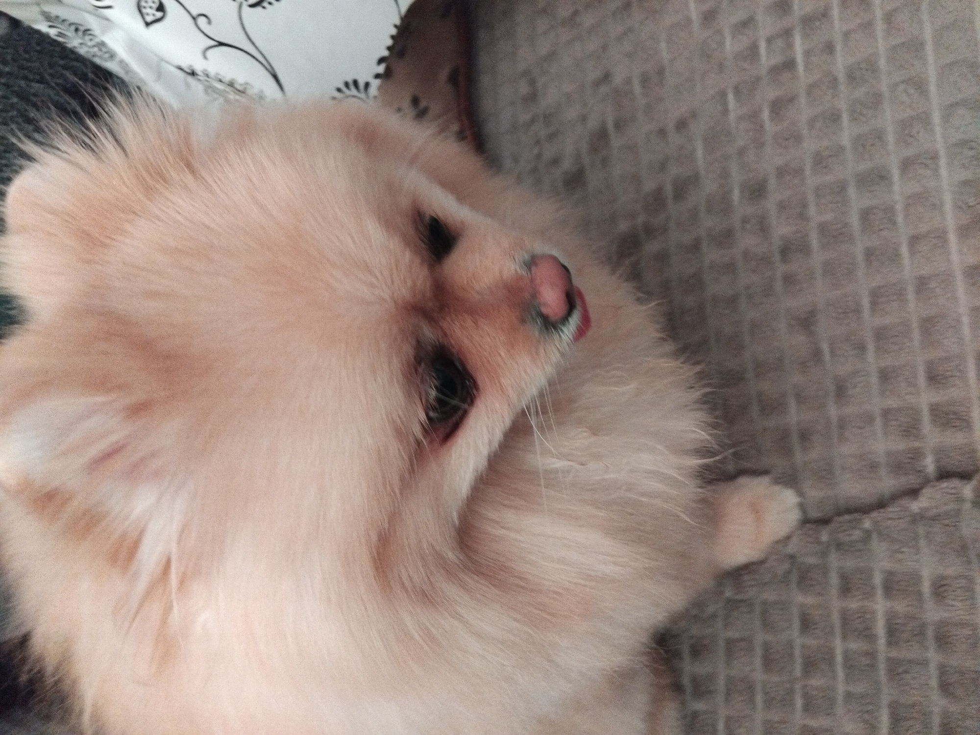 A Pomeranian dog is pictured from a slightly elevated angle, looking down. The dog has light orange fur and is sitting on a textured gray surface that resembles a mat or rug. To the right, a portion of a white surface with a black floral pattern is visible. The dog's face is in focus, revealing its dark eyes, pink nose, and a slight glimpse of its tongue. The lighting suggests an indoor environment. The image does not provide any specific information about the location in the city of Apriltsi, Bulgaria.