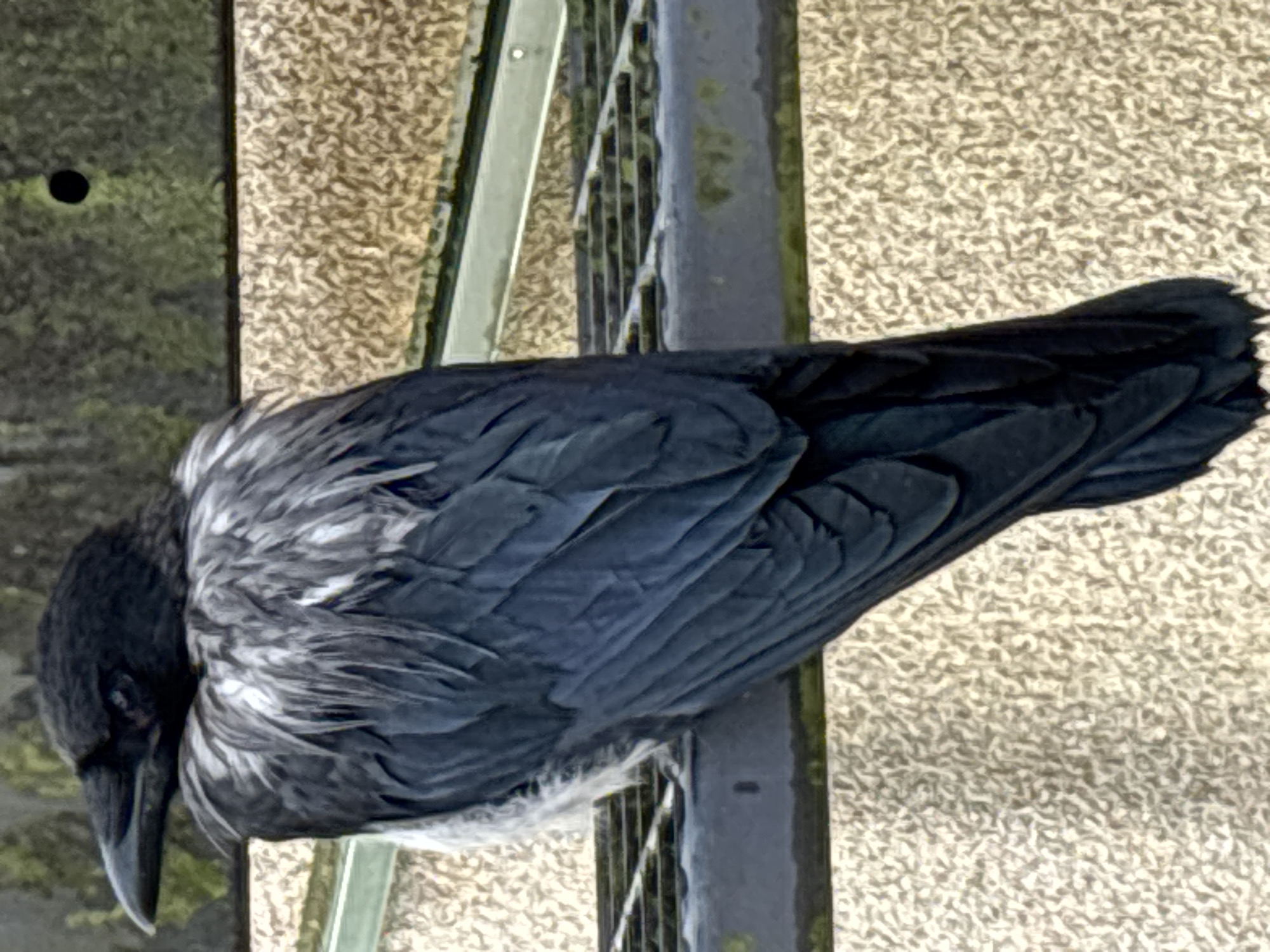 A hooded crow is perched on a metal grate in Haabneeme alevik, Estonia. The crow is facing to the left of the frame, with its head turned slightly to the viewer. Its plumage is predominantly dark gray and black, with lighter gray feathers around its neck and chest. The crow is sitting on a dark metal grate that appears to be part of a structure, possibly a bench or railing. Behind the crow, a textured, light-colored wall is visible. The overall lighting suggests it is daytime.