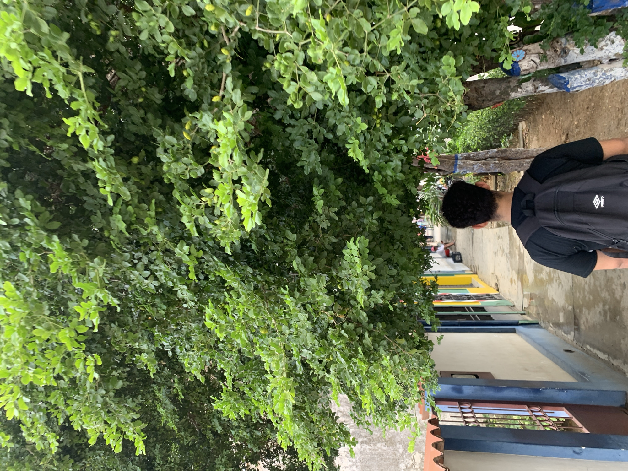 This media file captures a vibrant outdoor scene, likely a pathway or street, characterized by lush green foliage and colorful buildings, set in Santa Ana, Venezuela. The image is oriented sideways, with the pathway running from the bottom right towards the upper left, and a dense canopy of green leaves occupying the majority of the left side of the frame.
A person, seen from behind, is walking away from the viewer along the pathway on the right side of the image. They have short, dark hair and are wearing a black short-sleeved t-shirt and a black backpack with the white "Umbro" logo clearly visible on the back.
On the right side of the pathway, a series of buildings or houses line the street. These structures feature facades painted in various bright colors, including yellow, green, and blue, with white lower sections and visible brown or terracotta roof tiles in the foreground. Some windows appear to have metal grates or bars. In the distance, along the pathway, other people and faint objects, such as a white cooler-like item and a red object, can be vaguely discerned.
Several tree trunks are visible along the path, some of which are distinctively painted with blue and white bands, adding a decorative or identifying element to the environment. The time of day appears to be daytime, with natural light illuminating the scene, although the dense tree cover creates areas of shade. The overall atmosphere suggests a lively, possibly tropical, residential or village setting.