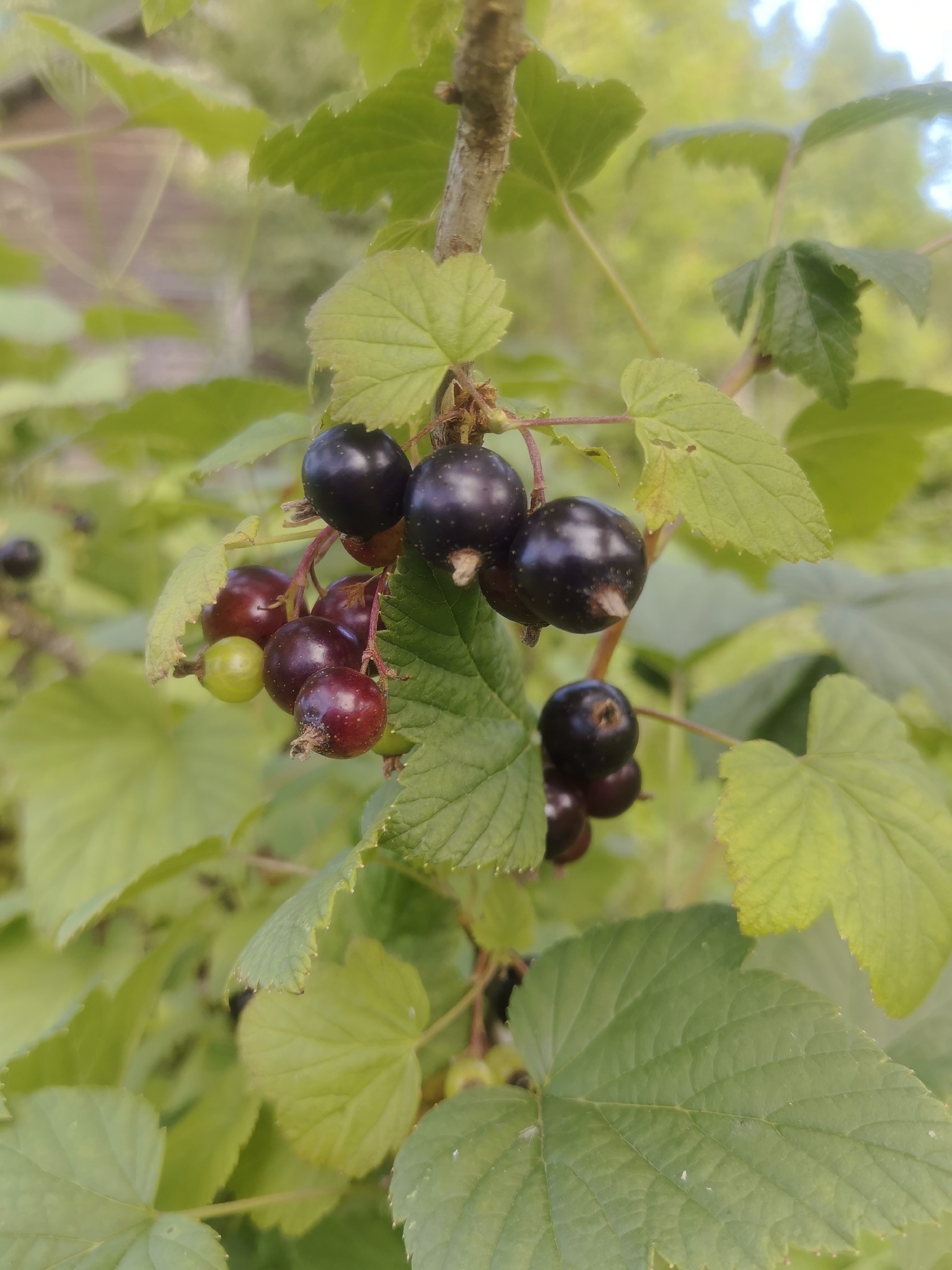 The image is a close-up shot of a black currant bush with ripe berries and green leaves. The berries are dark purple to black and are clustered on thin stems. Some of the berries are still green or reddish, indicating they are in various stages of ripeness. The leaves are green with serrated edges and are slightly out of focus in the background. The lighting suggests it is daytime. The image does not contain any people or specific identifiable landmarks. Therefore, it is not possible to determine the exact location within Kashino, Russia, based solely on this image.