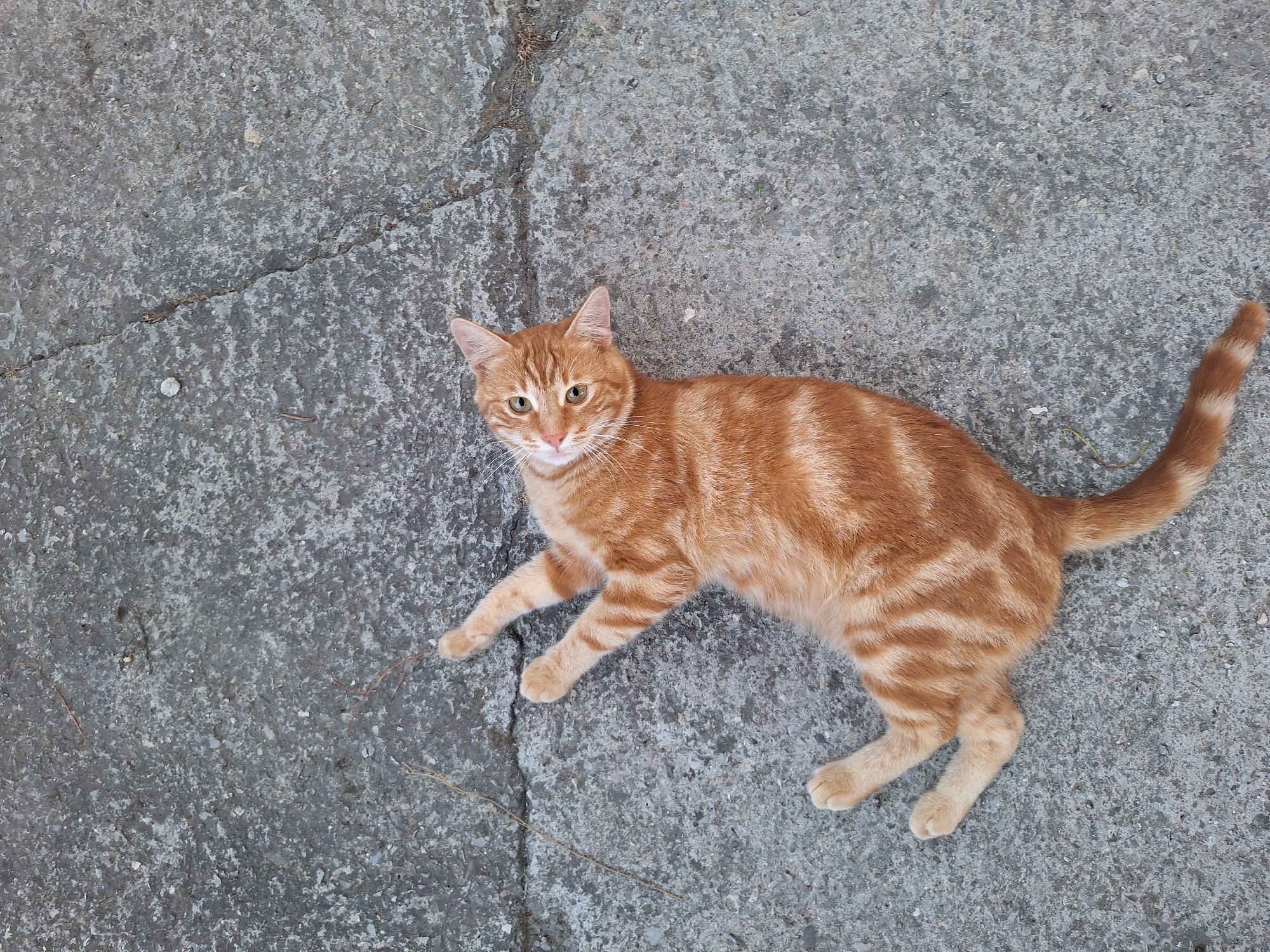 An orange tabby cat is lying on its back on a cracked concrete surface. The cat's paws are extended upwards, and its body is relaxed. The cat's head is turned to the side, looking directly at the camera with wide, green eyes. The concrete is rough and textured, with visible cracks and some small pebbles. There are a few dry twigs scattered on the surface around the cat. The scene appears to be outdoors, possibly in a park or courtyard in Nabran, Azerbaijan, given the natural light and outdoor setting.
