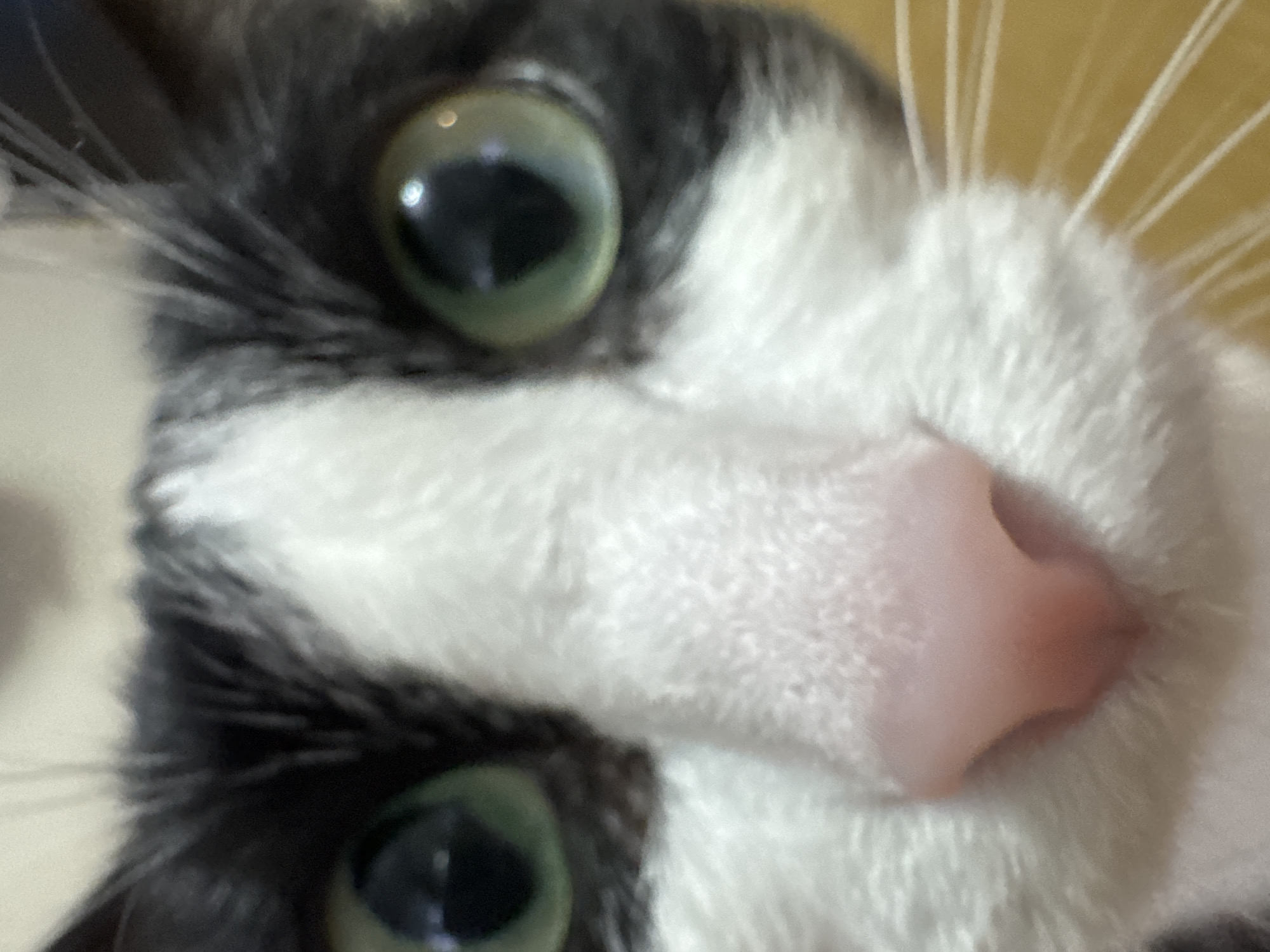 A close-up shot of a black and white cat. The cat's face fills the frame, showing its large, round eyes and pink nose. Whiskers are visible. The background is a blurred light yellow. This image cannot be tied to a location in Chaikovsky, Russia.