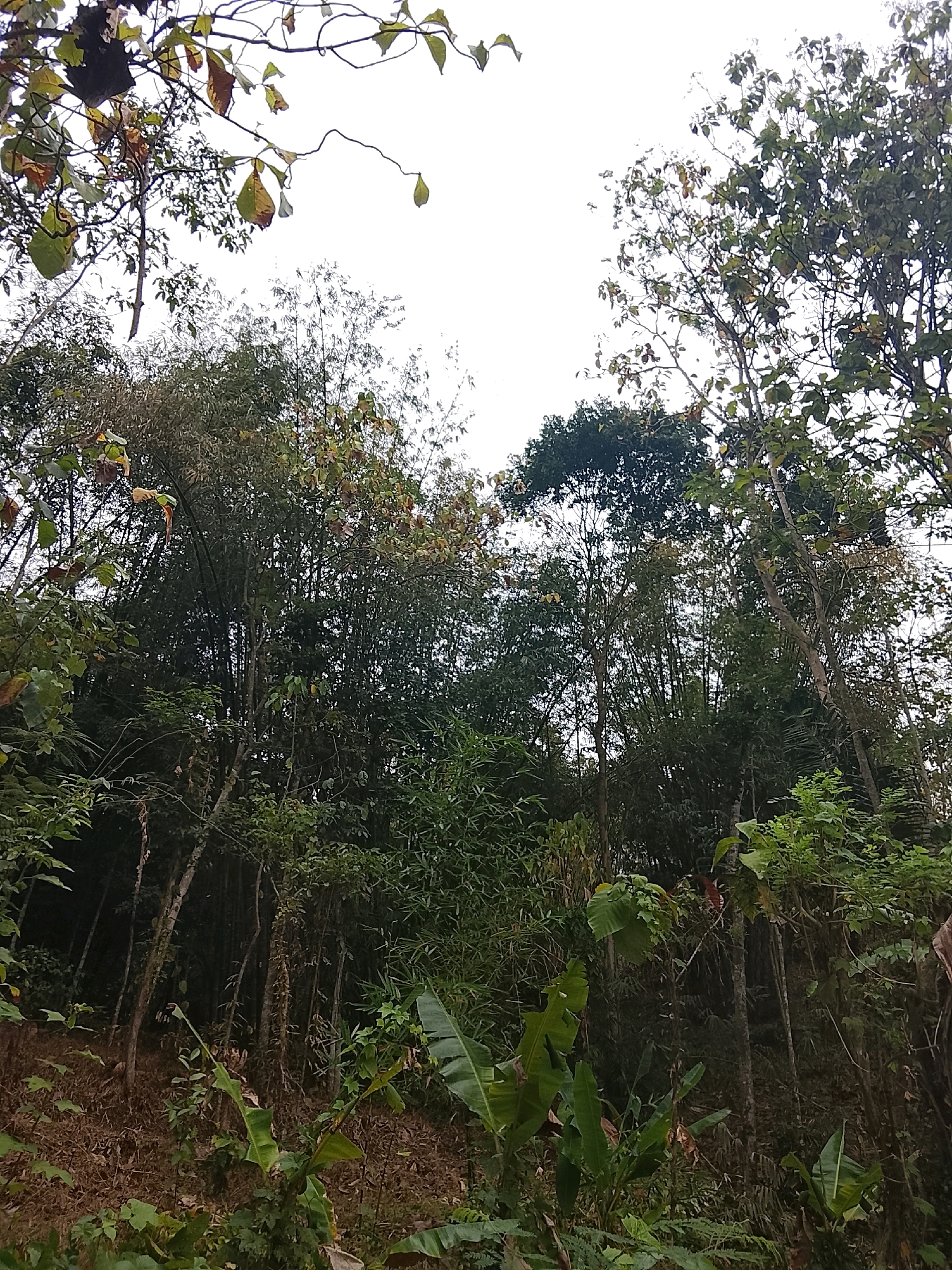 The image depicts a dense, natural environment with a focus on lush green foliage and tall trees. The foreground shows a sloped area covered with dry leaves and scattered vegetation, including some broad-leafed plants. As the eye moves upward, the scene becomes dominated by a thick canopy of trees and bamboo stalks, creating a sense of depth and immersion. Sunlight filters through the leaves, casting dappled shadows. The sky above is overcast, appearing a pale white. The overall impression is one of a wild, untamed landscape, possibly a forest or jungle area. The location of Kertahayu, Indonesia, suggests a tropical or subtropical climate, consistent with the abundant plant life visible.