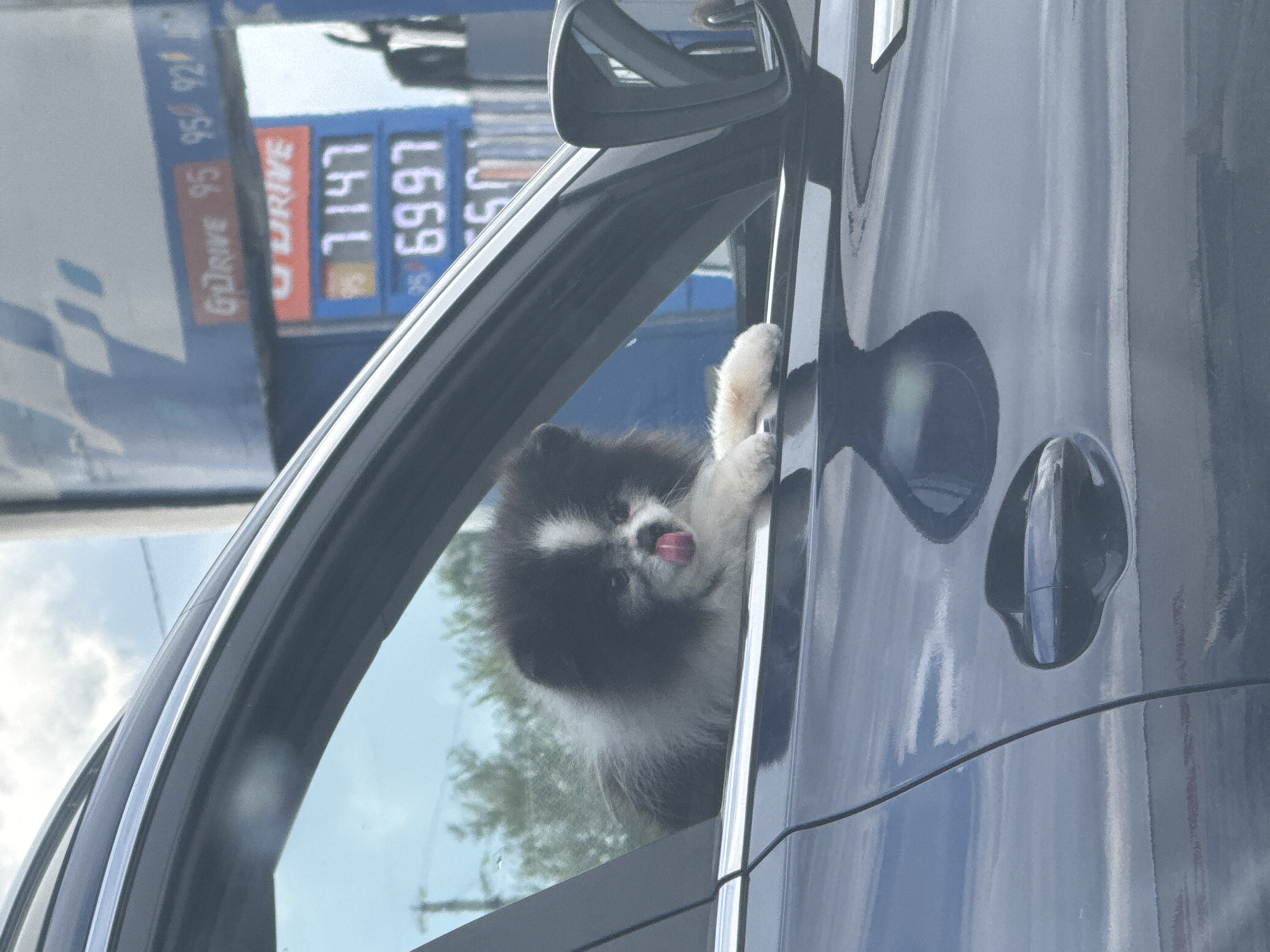 A fluffy, black and white dog with its tongue sticking out is leaning out of the open passenger-side window of a dark blue car. The dog's paws are resting on the edge of the window frame. In the background, a gas station sign displays gas prices, with "GoDrive" and numbers visible. The environment appears to be an outdoor setting, likely a street or parking lot. The image does not contain any information that would indicate the location as Ust'-Syny, Russia.