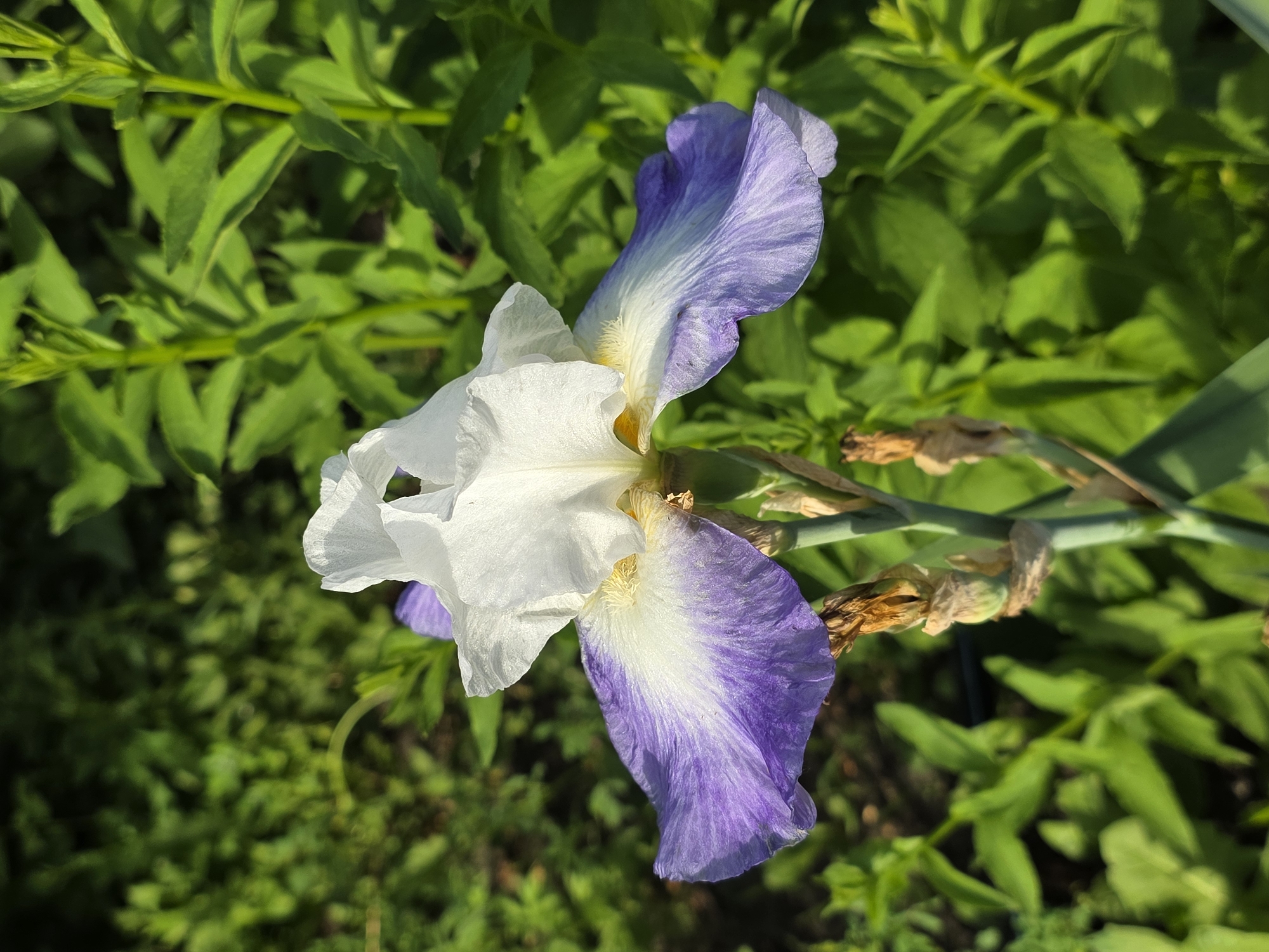 An iris flower with white upper petals and purple lower petals is in focus in the foreground, with a green leafy background. The flower is on a green stem with dried brown remnants of previous blooms. The background is composed of blurred green foliage, suggesting an outdoor garden setting. The image is a close-up shot, highlighting the intricate details of the iris petals. There are no people or animals visible in the image. The lighting suggests it is daytime, with sunlight illuminating the flower. The image does not contain enough information to determine its specific location in Petrushenko, Russia.