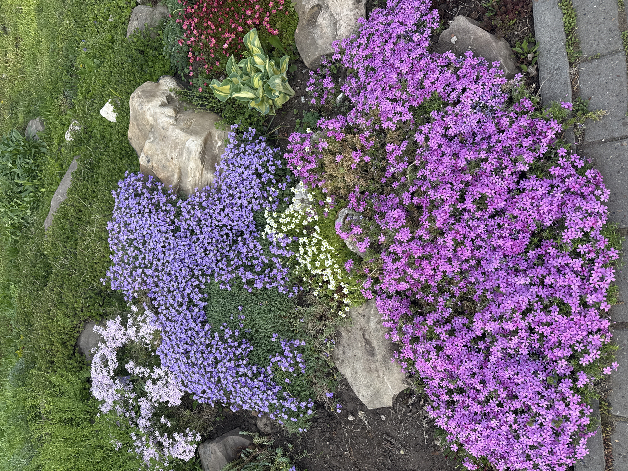 The image shows a flower bed in what could be a garden or public space. Various groundcover plants are arranged around rocks. Flowers in shades of pink, purple, and white are in bloom. A hosta plant with variegated green and yellow leaves is also present. The edge of a paved path is visible on the right side of the image. The location in Votkinsk, Russia is not determinable from the image. There are no people visible.