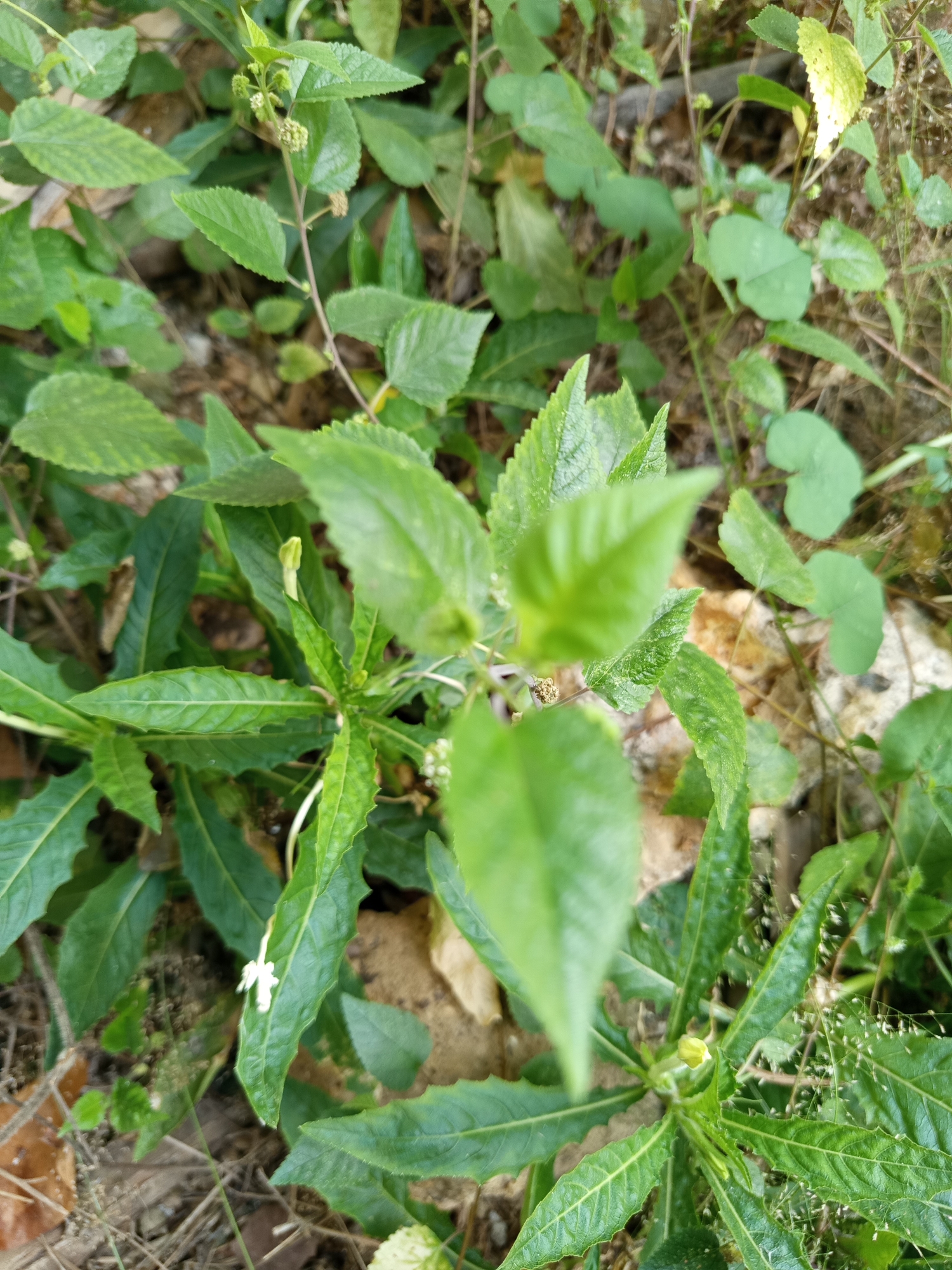A close-up, eye-level shot showcases lush green vegetation growing in a densely packed environment, likely in a natural setting within Pajagalan, Indonesia. The foreground is dominated by the textured leaves of several plants, with some leaves sharply defined and others softly blurred, creating a sense of depth. The leaves exhibit serrated edges and prominent veins. Scattered among the foliage are small white flowers and what appear to be developing buds, some yellow and others green. The background reveals more green leaves, some appearing slightly yellowed, interspersed with dry, brown organic matter and light-colored stones, suggesting the plants are growing in soil. The lighting is natural and appears to be overcast or dappled, providing a soft illumination across the scene. There are no people or animals visible in the image.