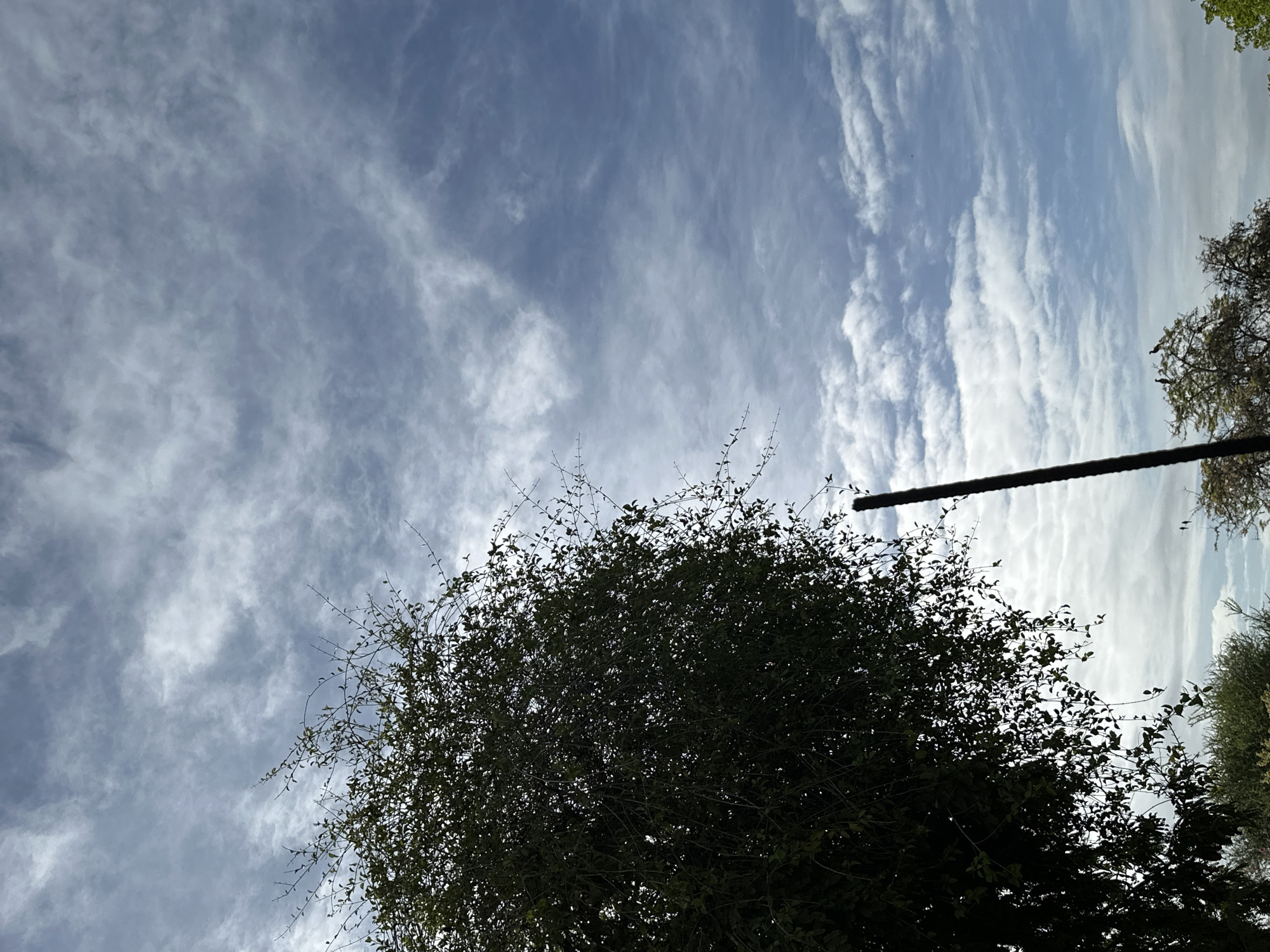 This is a low-angle shot of a tree with dark green foliage against a partly cloudy sky. The sky is a mix of blue and white with wispy clouds scattered throughout. A tall, dark pole extends vertically from the lower right quadrant of the image upwards into the sky. In the lower portion of the image, the tops of other trees are visible, and two birds are perched on a branch of a tree to the right of the pole. The scene appears to be an outdoor environment, possibly a park or residential area, given the presence of trees and the clear sky. There is no indication of Sabana de Guacuco, Venezuela.