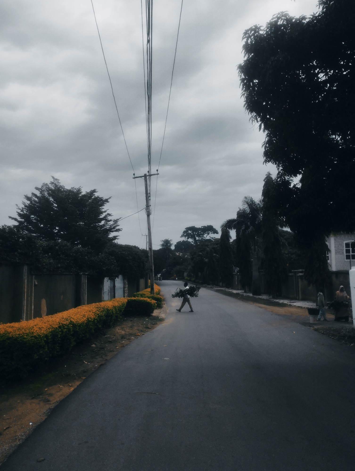 This is a medium-shot, eye-level, full-color photograph of a paved road in Jos, Nigeria. The road is flanked by a low, orange-topped hedge on the left and a fence behind it. Trees and buildings are visible on the right side of the road. The sky is overcast with gray clouds.
In the foreground, the asphalt road takes up most of the lower half of the frame, with a slight curve to the right. On the left, a vibrant orange hedge lines the side of the road, creating a strong visual contrast. Behind the hedge, a dark fence runs along the property line, with a large tree visible above it.
Further down the road, a person is walking towards the camera, carrying a large bundle of greenery. This individual is dressed in dark clothing and is positioned in the center of the road, appearing to be a young male. To the right of the road, there are several tall, slender trees and some residential buildings, one of which has a white facade and a visible window. Two other figures, appearing to be adult females, are walking away from the camera on the right side of the road, near the buildings.
The overall mood of the photograph is subdued due to the overcast sky and the darker tones of the trees and road. The bright orange hedge provides a small splash of color in an otherwise muted scene. The presence of utility poles and power lines suggests an urban or semi-urban environment. The scene appears to be captured in the daytime, with diffused light.