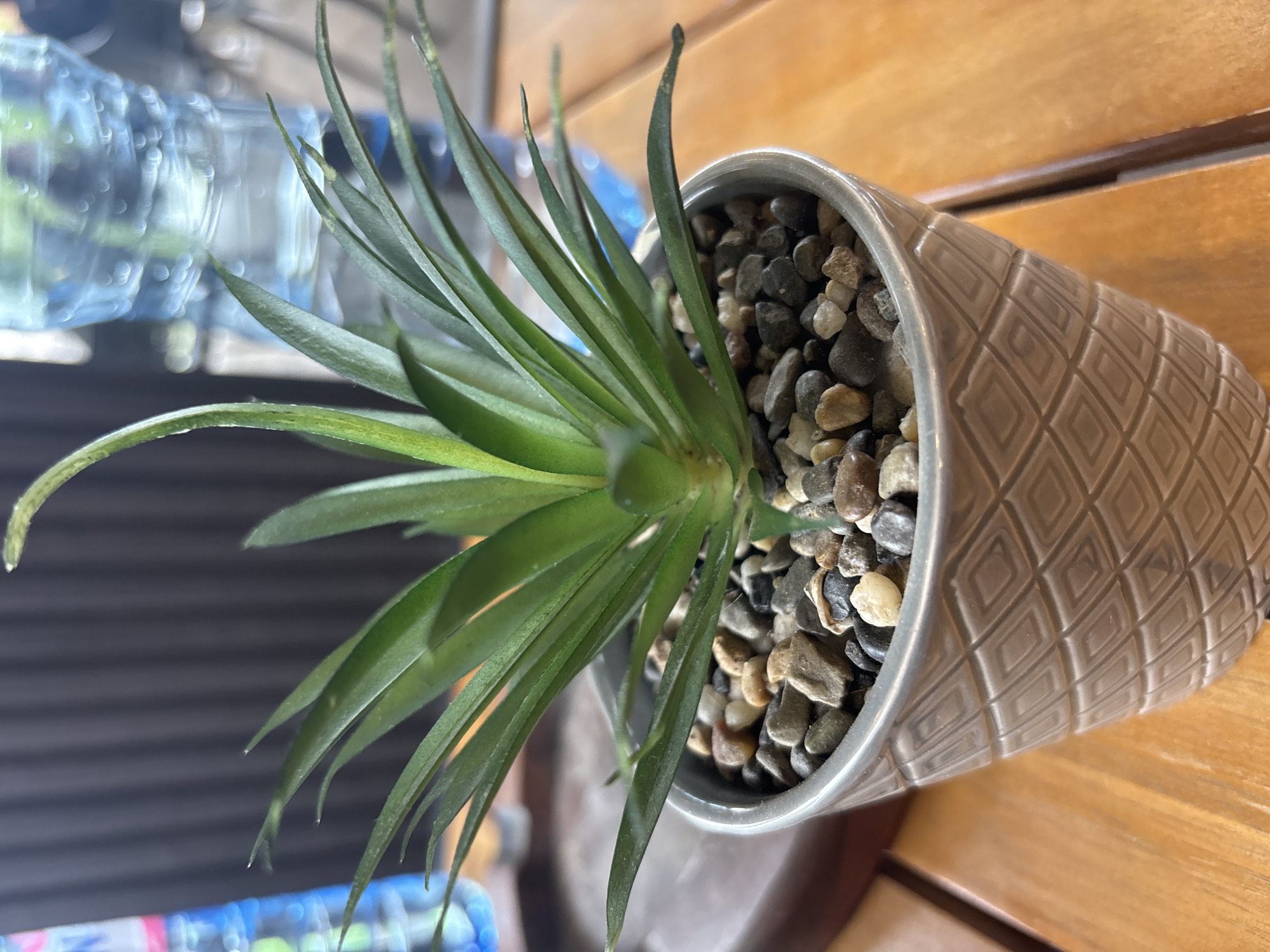 A potted plant sits on a wooden table. The pot is gray with a raised diamond pattern and filled with small stones. The plant has long, pointed green leaves. A plastic water bottle is partially visible in the background. The location is unknown.