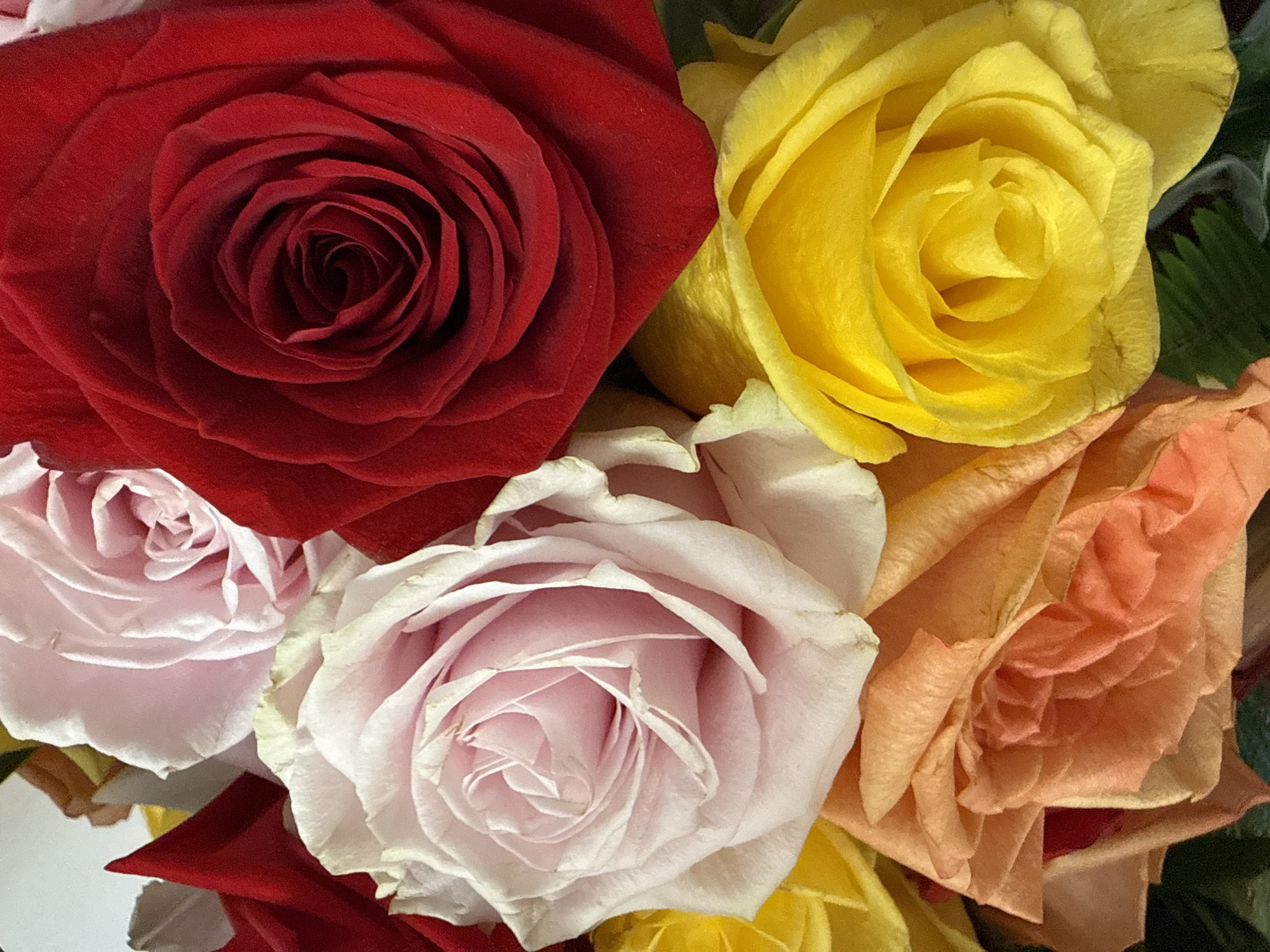 This is a close-up, overhead, still photograph of a bouquet of assorted roses. The flowers are arranged in a dense cluster, filling the entire frame. From foreground to background and left to right, the visible roses include a bright yellow rose, a pale pink rose, a dark red rose, a peachy orange rose, and two lighter pink roses. The petals of the roses are soft and layered, with a slight fuzziness. The lighting is soft and diffused, creating a warm and inviting atmosphere. There is no discernible environment or location indicated beyond the bouquet itself. Therefore, the location in the city of Cariño, Spain, cannot be determined from the provided image.