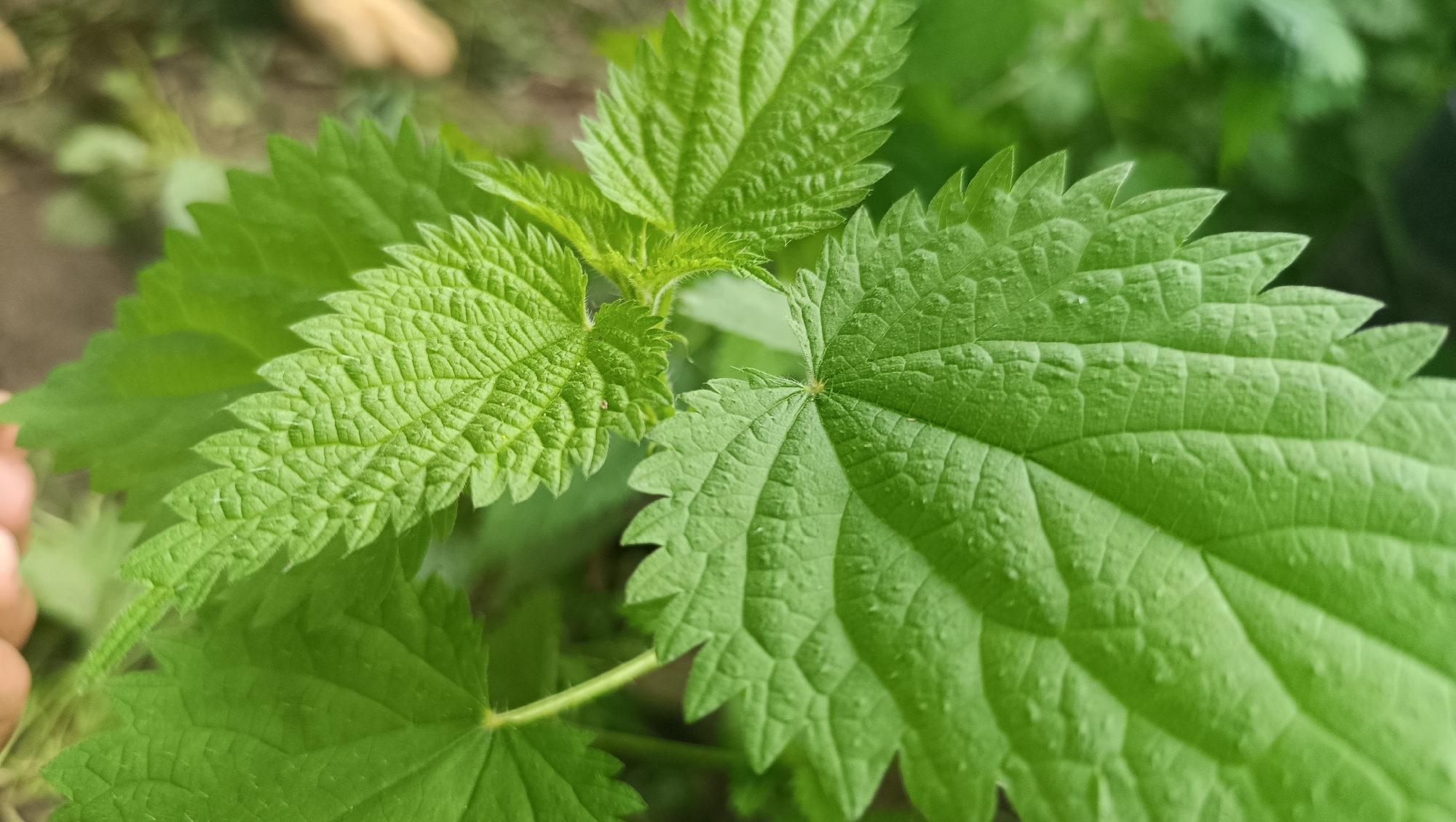 A close-up, eye-level shot shows several bright green nettle leaves. The leaves are serrated with sharp points along the edges and have a textured surface with visible veins. The foreground is dominated by these nettle leaves, with a slightly blurred background of more greenery and what appears to be dirt or soil. No people or specific landmarks are visible that would indicate a location in the city of Karsha, Russia. The scene is natural and focuses entirely on the plant life.