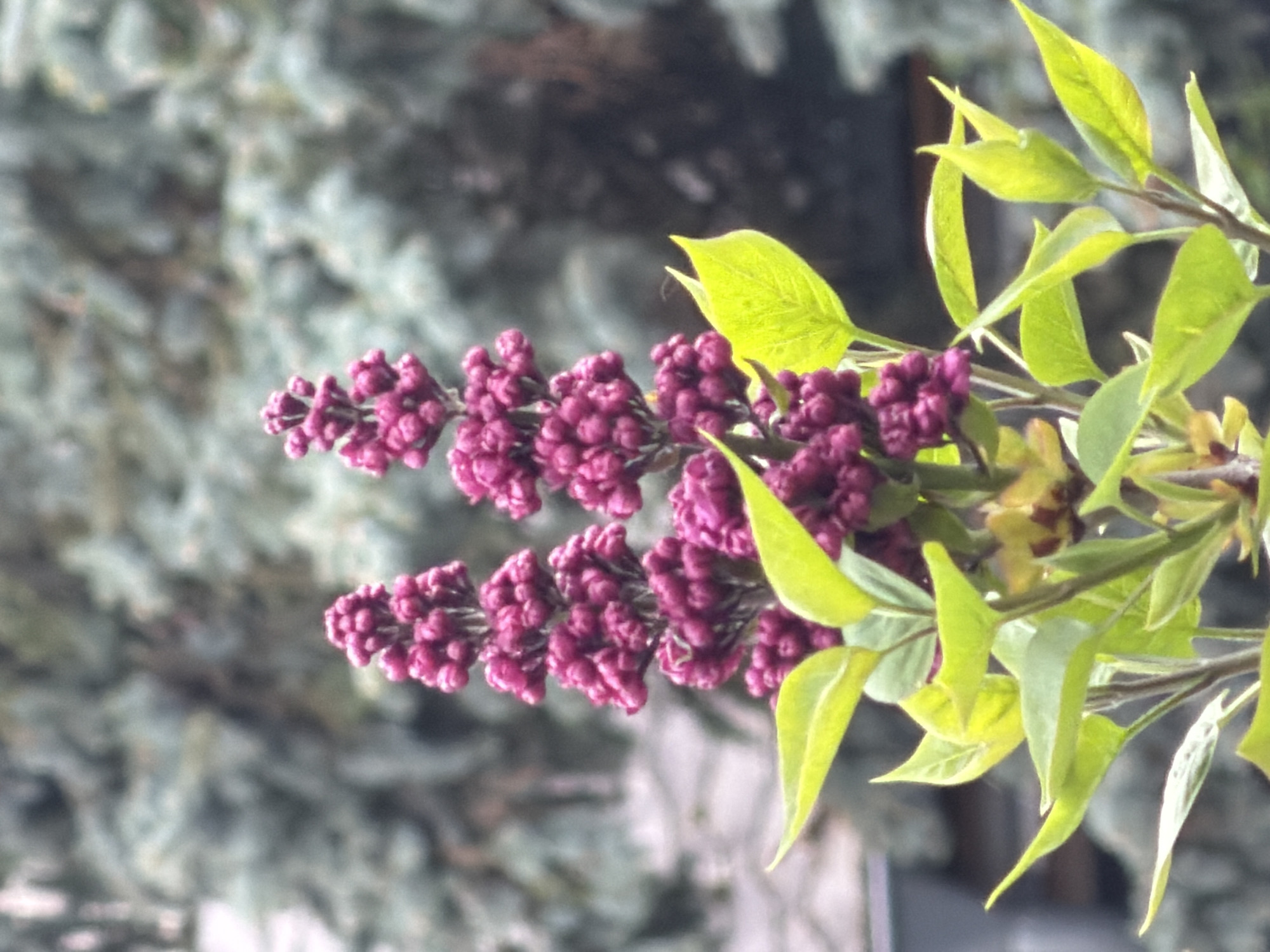 The image depicts a close-up view of a branch of purple lilac blossoms with green leaves against a blurred background. The location and city of Esch-sur-Alzette, Luxembourg are not evident in this image.