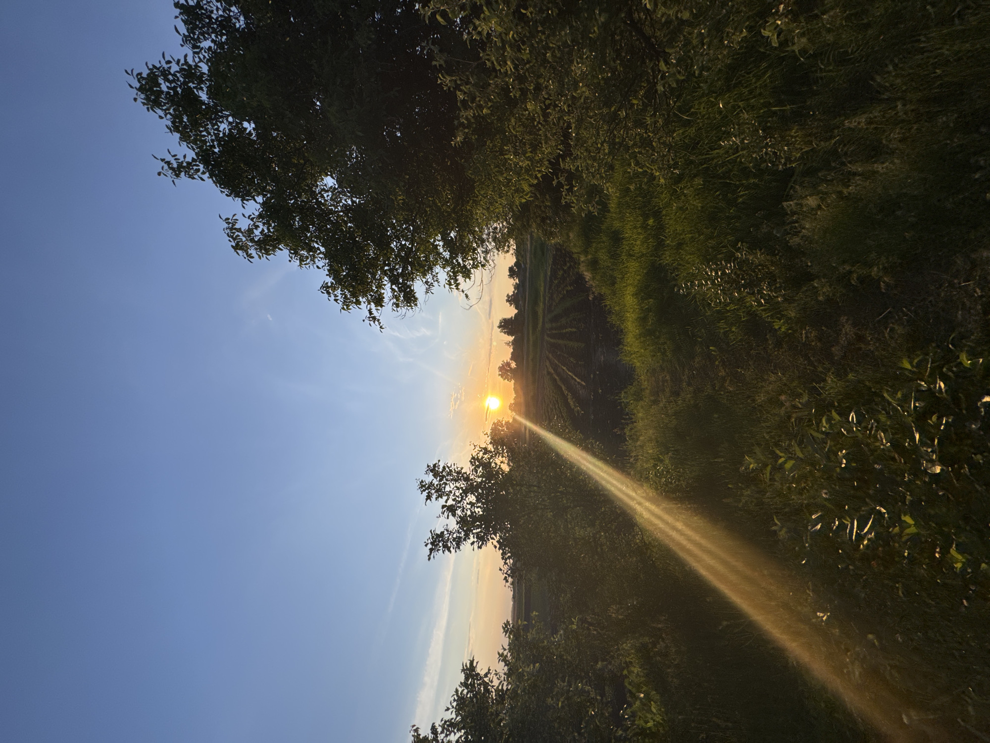 The scene depicts a rural sunset in Ohuivka, Ukraine. The sky, a clear blue in the upper portions, transitions to an intense orange and yellow hue at the western horizon where the sun is prominently visible as a bright, circular orb. Several thin, wispy clouds are present in the sky. A strong, golden lens flare originates from the sun and extends diagonally downwards and to the left across the lower-mid section of the image.
The foreground is characterized by dense, dark green foliage and tree branches, silhouetted against the bright sky and sun, particularly on the left and right edges. The ground cover in the immediate foreground consists of varying lengths of green grass and smaller shrubs, some of which catch the direct light from the sun's lens flare.
In the mid-ground, a cultivated field is visible, extending from the left towards the horizon. Distinct parallel rows of crops or tilled earth are discernible within this field. A line of trees or bushes forms a natural barrier between the foreground vegetation and the field. In the far background, additional clusters of trees are silhouetted against the sunset horizon. No people, animals, or specific man-made structures other than the cultivated field are identifiable. The overall lighting indicates late evening.