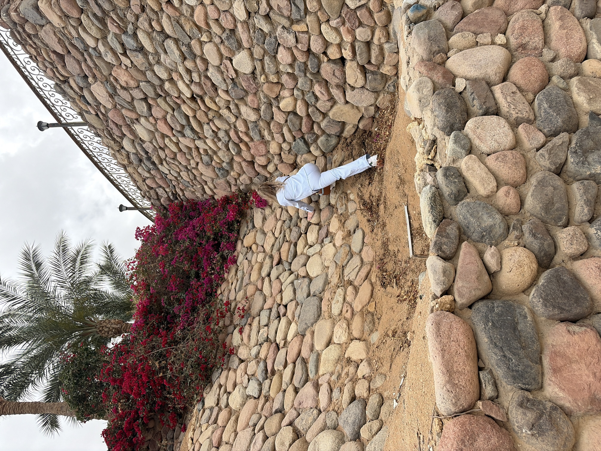 A young woman with blonde hair is bending down towards a wall constructed of rounded stones in Sharm El Sheikh, Egypt. She is wearing a white, pinstriped outfit and white shoes. The wall, made up of varying shades of tan and grey stones, curves along the top with a wrought-iron railing affixed to it. Crimson bougainvillea grows along the wall, and a palm tree is visible to the left. The sky is overcast. Adjacent to the stone wall is a section of larger, irregularly shaped rocks.