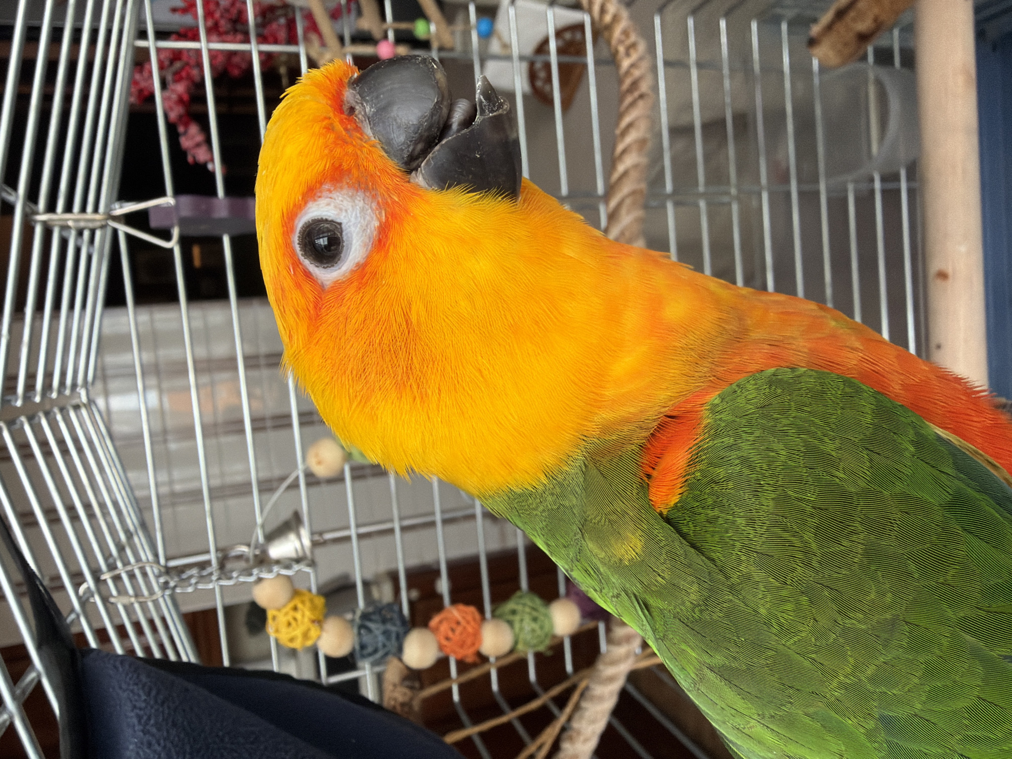 A close-up, eye-level shot shows the head and upper body of a vibrant sun conure parrot inside a silver metal birdcage. The parrot's head is angled towards the left, with its bright yellow face and orange neck feathers prominently displayed. Its eye, dark and round with a white iris, is clearly visible. The parrot's beak is black and hooked, with the upper beak appearing chipped or broken. Behind the parrot, the bars of the cage create a grid-like pattern.
Various bird toys are visible within the cage, including a small silver bell hanging from a chain and several colorful, spherical toys made of wood and woven materials in shades of yellow, orange, gray, and green. A thick rope perch extends from the top right of the frame. The background is slightly blurred, showing glimpses of what appears to be the interior of a room, with some red decorative elements and vertical cage bars extending further back. The lighting suggests it is daytime. No text is visible in the image. The focus is on the texture and bright colors of the parrot's plumage, particularly the transition from yellow and orange on its head and neck to the vibrant green on its body.